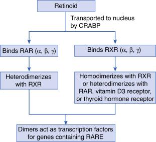 Fig. 22.1, Retinoid mechanism figure. CRABP , Cytosolic retinoic acid-binding protein; RAR , retinoic acid receptor; RXR , retinoid X receptor; RARE , retinoic acid response element. RAR and RXR are members of the superfamily of steroid receptors. Binding of RARE may lead to up- or downregulation of gene activity. Retinoid effects are dependent on the specific genes activated or inhibited in different tissues.