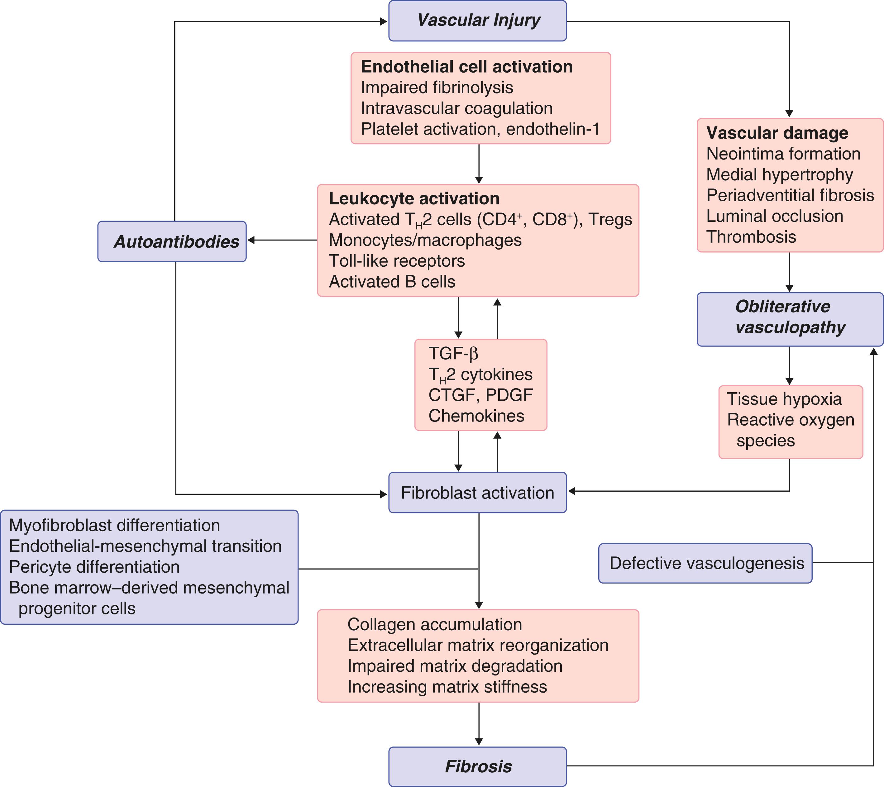 E-FIGURE 246-1, The tripartite pathogenesis of systemic sclerosis: vasculopathy, autoimmunity, fibrosis.