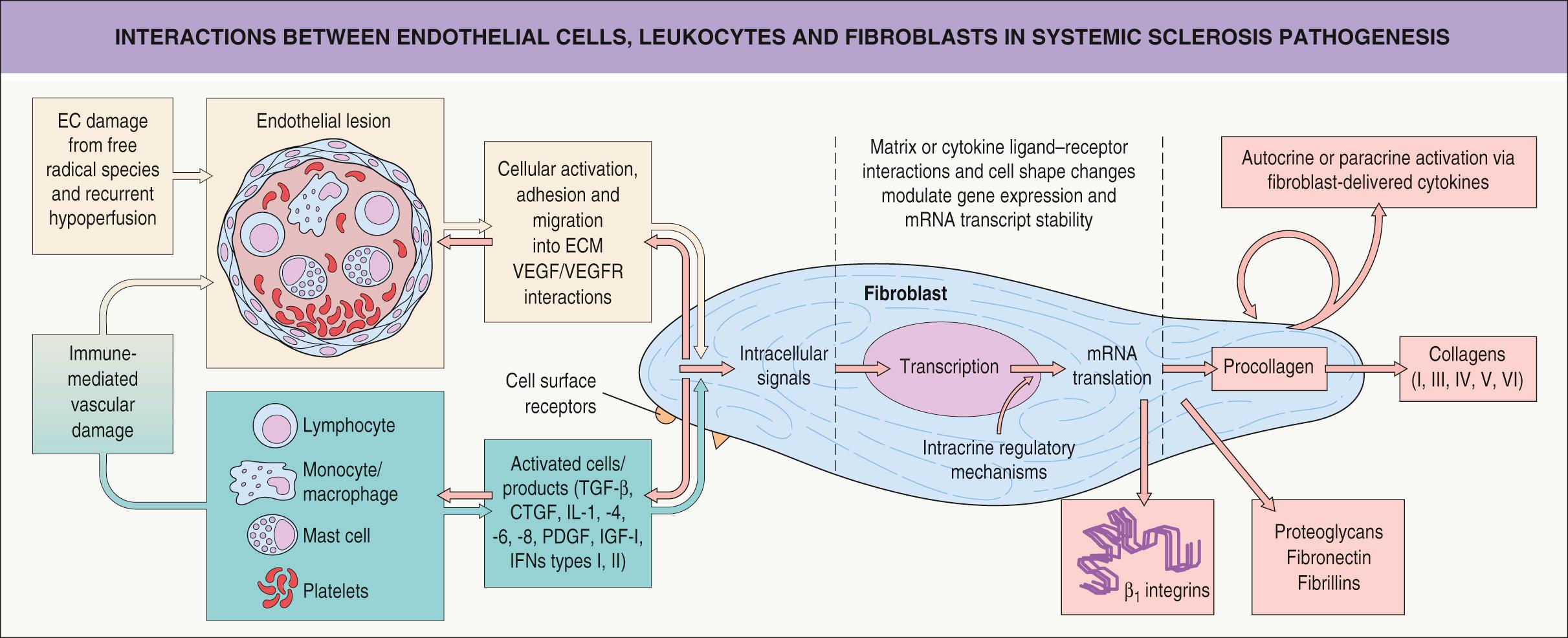 Fig. 43.1, Interactions between endothelial cells, leukocytes and fibroblasts in systemic sclerosis pathogenesis.