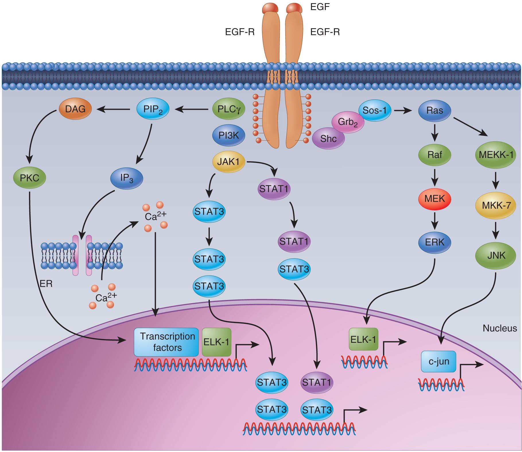 Figure 20.1, A schematic illustration of epidermal growth factor receptor (EGFR) signaling pathways in head and neck squamous cell carcinomas.