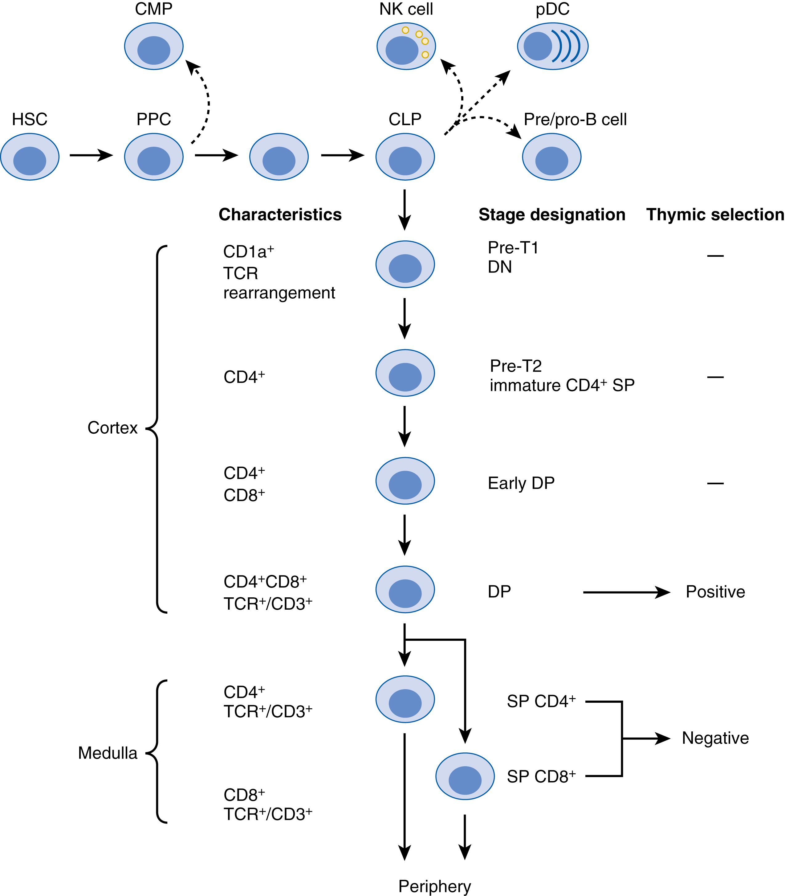 Fig. 116.1, T-cell development and selection in the thymus. Hematopoietic stem cells (HSCs) with self-renewing capacity give rise to pluripotent progenitor cells (PPCs) that may differentiate to common myeloid progenitors (CMPs) or common lymphoid progenitors (CLPs) . CLPs, in turn, differentiate into T-cell-restricted precursors (indicated in green ), in addition to giving rise to natural killer (NK) cells, plasmacytoid dendritic cells (pDCs) , and B cells. T-cell lineage-restricted cells then pass through pre-T1, pre-T2, early double-positive (DP) , DP, and single-positive (SP) stages in the thymic cortex and medulla. T cells at the pre-T1 differentiation stage express CD1a and initiate T-cell receptor (TCR) rearrangement. Next, they express CD4 but not CD8 and are referred to as CD4 + immature cells. Further maturation gives rise to cells expressing both CD4 and CD8 markers, in addition to TCR/CD3 . These cells are subjected to positive selection in the thymic cortex. DP thymocytes then differentiate into CD4 + or CD8 + SP cells. After post-selection maturation in the medulla, T cells are exported to the periphery.