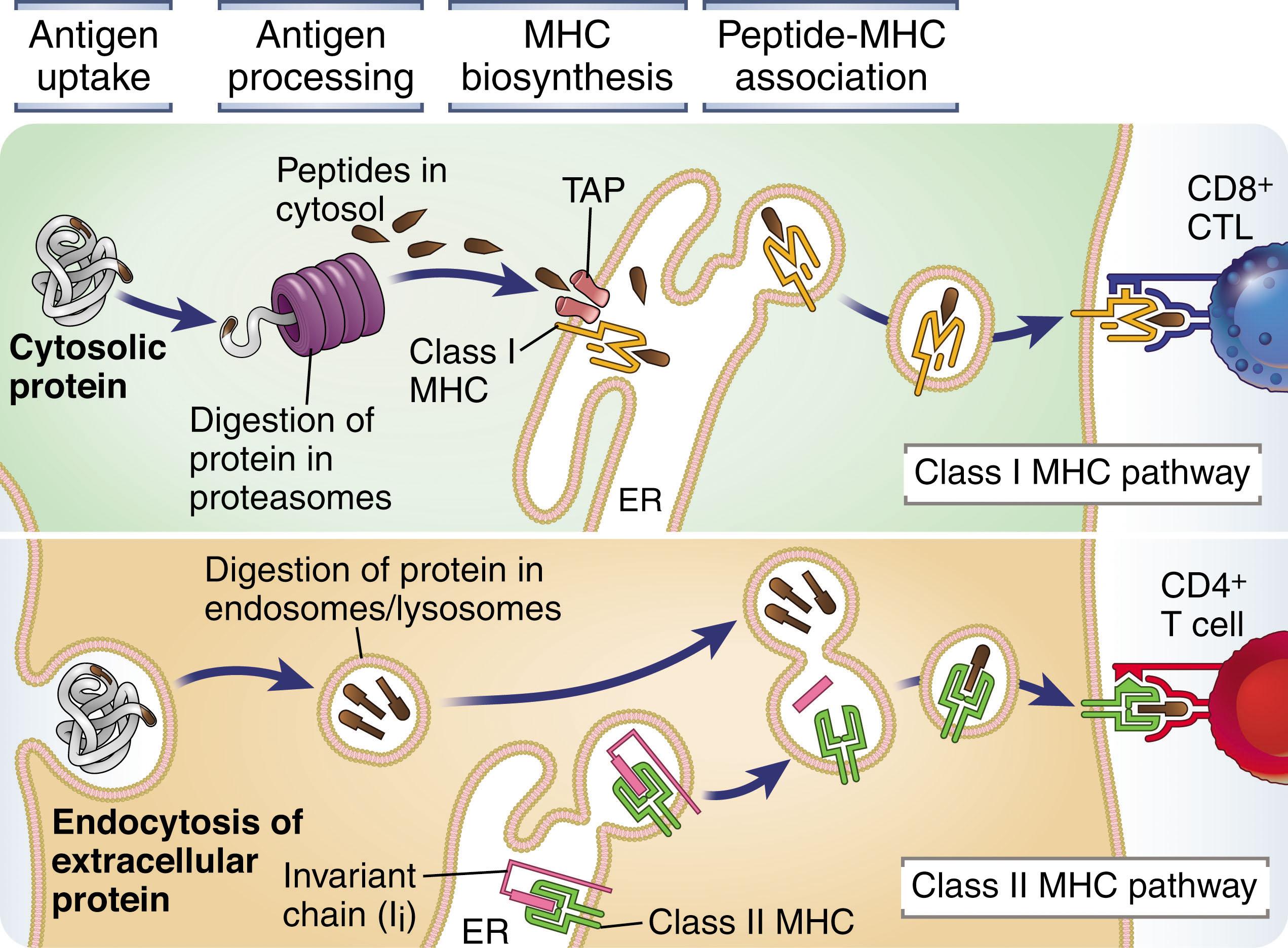 Figure 24.1, ANTIGEN PROCESSING AND PRESENTATION.