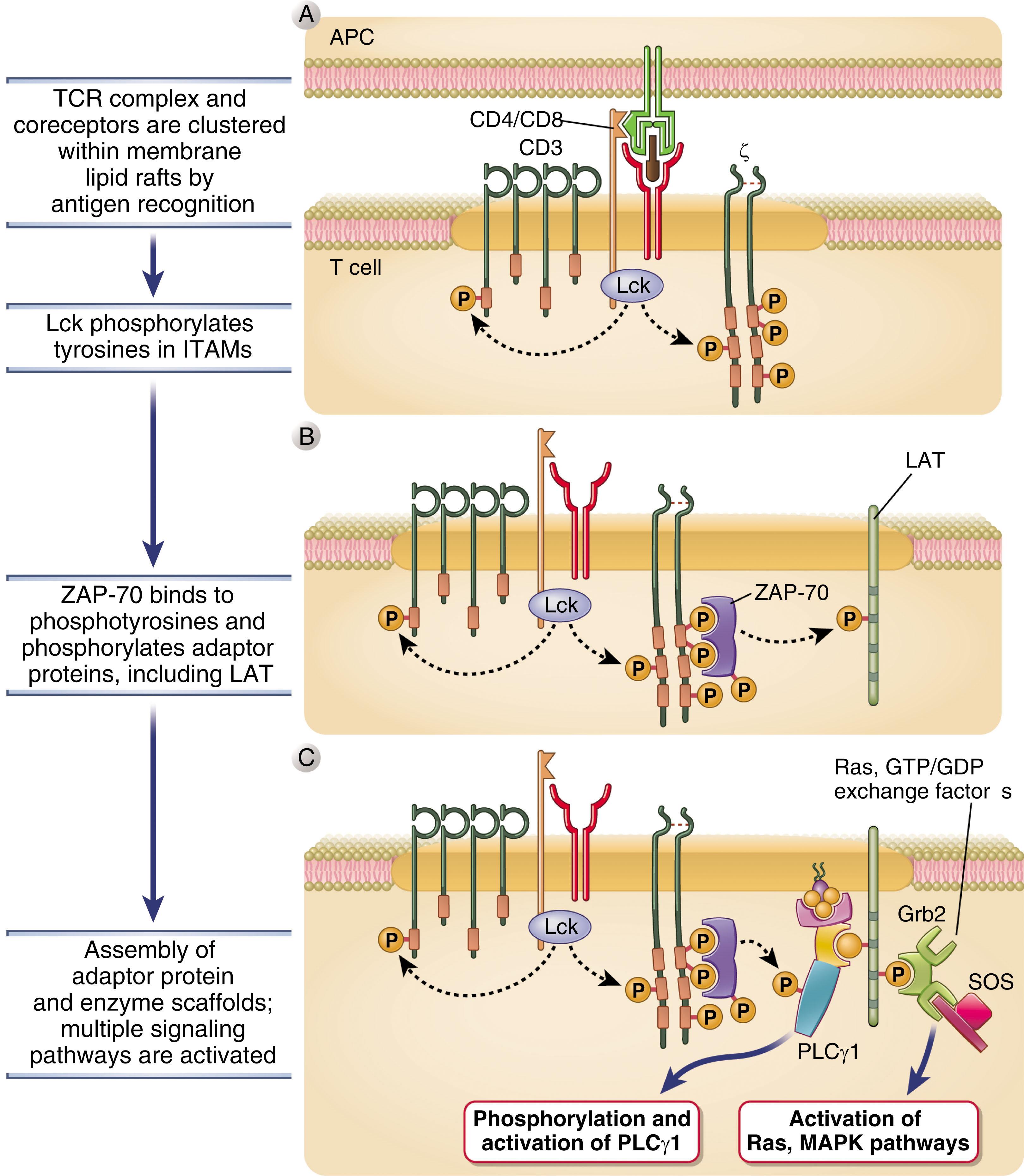 Figure 24.3, PROXIMAL T-CELL RECEPTOR SIGNAL TRANSDUCTION.