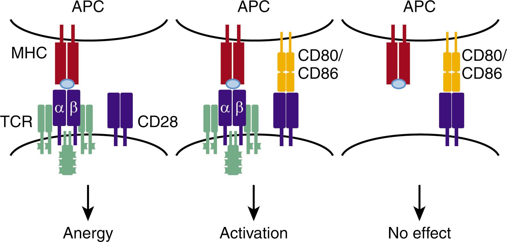 Figure 24.5, TWO SIGNALS ARE REQUIRED TO ACTIVATE T CELLS.