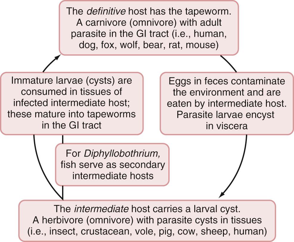 FIG. 289.1, Cestode parasites alternate larval and adult stages in two different hosts.