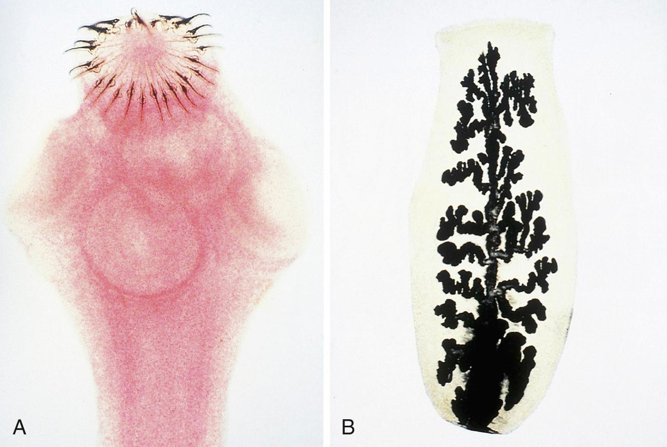 FIG. 289.2, (A) The scolex and (B) a proglottid of the cestode Taenia solium.