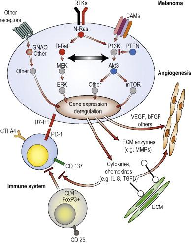 Figure 55.2, Simplified diagram of several targets in metastatic melanoma of current interest for clinical development. Not all targets are shown. The molecularly targeted targets can be classified as direct, against the melanoma cells, or indirect, targeting tumor-induced angiogenesis, components of the host immune system or components of the extracellular matrix (ECM). Targets can be further classified as those having high incidence of mutations (red letters/cycles), low incidence of mutations (blue letters/cycles) or no mutations (wild-type; grey letters/cycles) or a combination of both (black/red). Only c-Kit, a member of the receptor tyrosine kinase (RTK) family, has high incidence of DNA aberrations (gene amplifications, mutations) whereas receptors for cell adhesion molecules (CAMs; e.g. integrin) have been previously shown to be overexpressed. The role of other receptors (e.g. G-protein-coupled receptors, NOTCH, Wnt) is unclear but higher frequency of mutations in the GRM1 gene (a G-protein-coupled receptor) or other downstream effectors (GNAQ, guanine nucleotide-binding protein alpha-q) have been recently described in melanoma subsets. The Raf-MEK-ERK and PI3K-Akt pathways are constitutively active in the majority of melanoma cases as a result of genetic or epigenetic changes. Such changes in melanoma cells may modulate ECM, host immune response, or angiogenesis. Immune cells (lymphocytes, macrophages, dendritic cells) are frequently dysfunctional within the tumor microenvironment and can be either suppressed (⊥) by melanoma cells themselves or by other lymphocytes (CD4 + CD25 + FoxP3 + T regulatory cells).