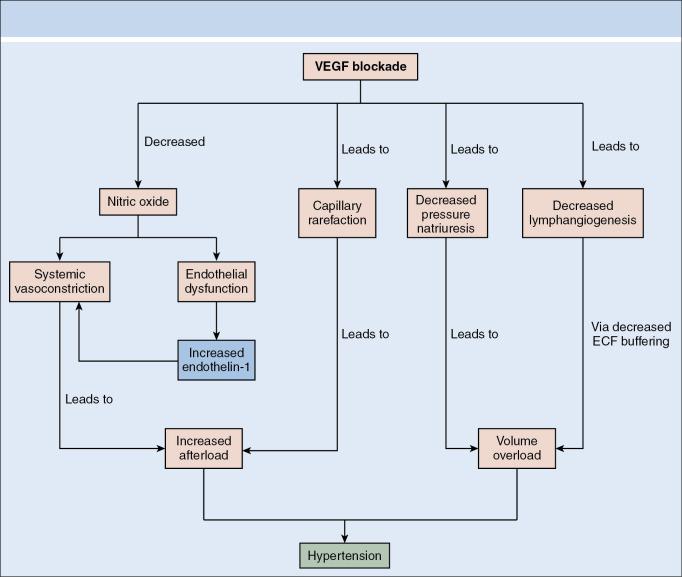 Fig. 17.4, Multiple mechanisms by which vascular endothelial growth factor (VEGF) blockade induces hypertension. VEGF signaling blockade inhibits nitrous oxide (NO) production, enhances endothelin-1 secretion, and causes capillary rarefaction. All of these effects cause increased afterload and consequent increased blood pressure. In addition, VEGF blockade shifts the pressure-natriuresis curve and decreases lymphangiogenesis, and both of these effects contribute to volume overload and hypertension. ECF , Extracellular fluid.