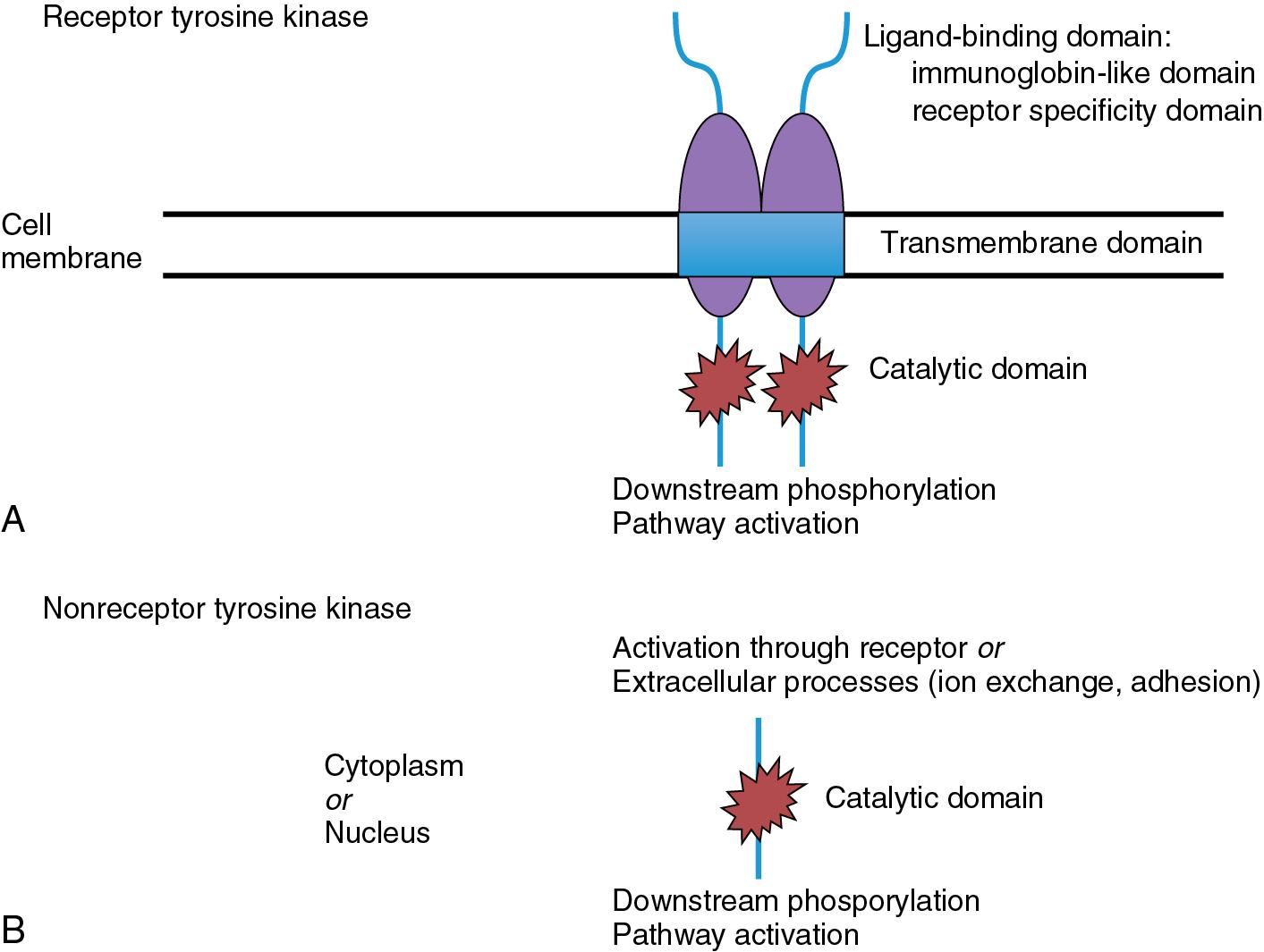 Figure 15.2, Schematic of two types of tyrosine kinases: receptor (A) and nonreceptor (B).