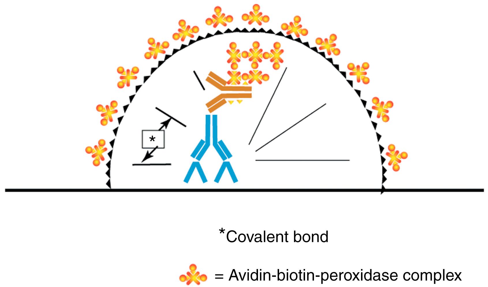 Fig. 1.12, Tyramine-based enhancement. Tyramine amplification, an example of catalyzed signal amplification, relies on the effect of peroxidase enzyme to catalyze the deposition of multiple biotin-tyramine molecules (depicted as a halo) at the site of an initial immunoperoxidase reaction (shown as an indirect avidin-biotin complex reaction). The deposited biotin-tyramine in turn serves as a target for localization of additional molecules of streptavidin-peroxidase, with an incremental increase in the generation of colored reaction product with a chromogen, giving the method great sensitivity. Control of the end point may be difficult. Asterisk denotes covalent bond.