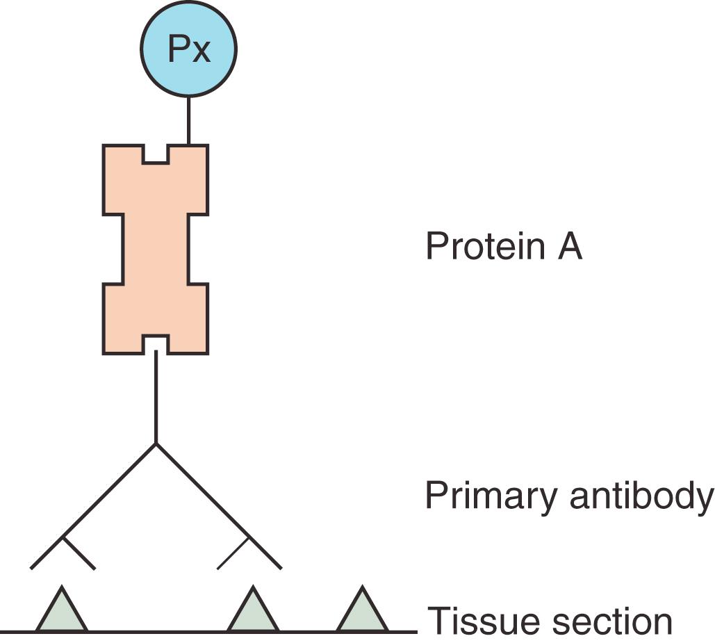 Fig. 1.13, Protein A conjugate method. Protein A, labeled with peroxidase, binds to the constant (Fc) component of the primary antibody. Px, Peroxidase label.