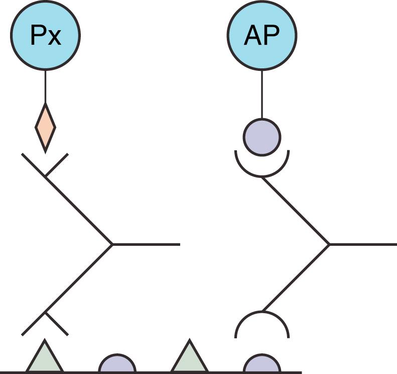 Fig. 1.16, Labeled antigen double stain. Two different antibodies recognize their respective antigens in the tissue section and subsequently bind only the corresponding labeled antigen (labeled with peroxidase [Px] or alkaline phosphatase [AP] ).