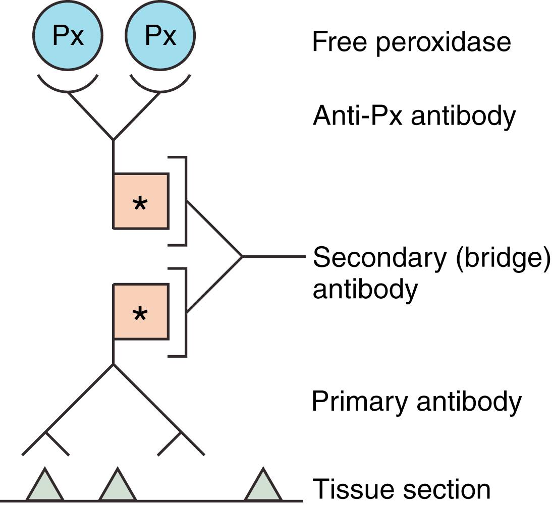 Fig. 1.6, Enzyme bridge method. A second antibody is used to link (bridge) the primary antibody to an antiperoxidase antibody, which in turn binds to free peroxidase. Boxed asterisk represents antigen determinant on primary and secondary antibodies. Px, Peroxidase label.