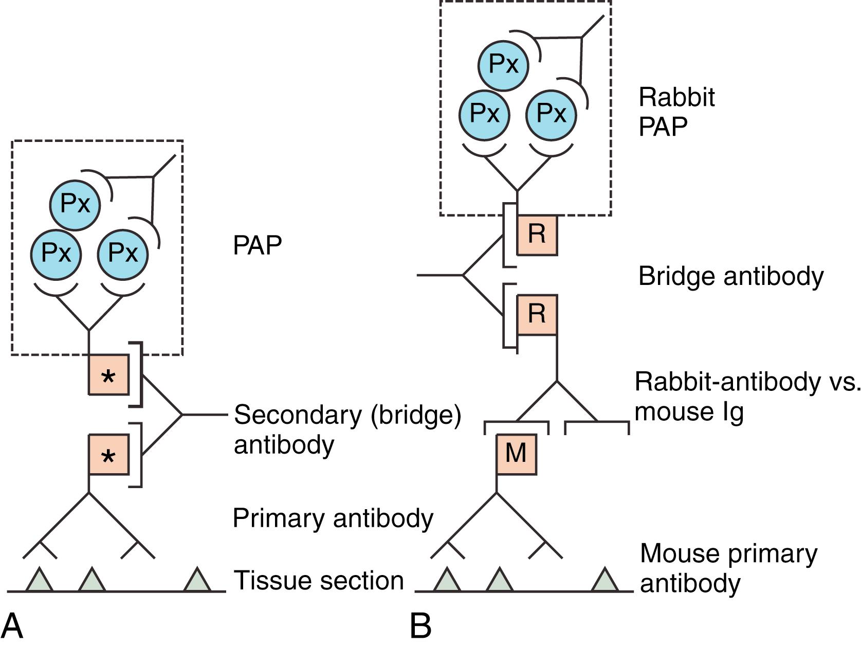 Fig. 1.7, Peroxidase-antiperoxidase (PAP) methods. (A) Three-stage PAP method. PAP reagent (dashed box) is a preformed stable immune complex linked to the primary antibody by a “bridging” antibody. The asterisk represents the Fc portion of the antibody molecule. (B) Four-stage PAP method. PAP reagent (dashed box) is a preformed stable immune complex. Primary antibody in this example is murine (mouse immunoglobulin [Ig], as in a monoclonal antibody [M] ); this antibody is followed by a rabbit anti-mouse Ig (R) , a bridge antibody (e.g., swine anti-rabbit Ig), and rabbit PAP. Px, Peroxidase label.