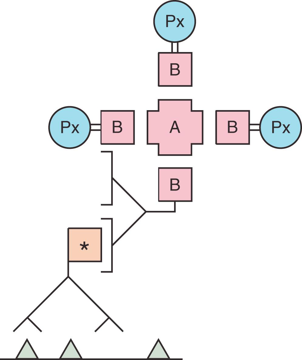 Fig. 1.9, Avidin-biotin conjugate method. A biotinylated secondary antibody serves to link the primary antibody to a large, preformed complex of avidin, biotin, and peroxidase. Boxed asterisk represents antigen determinant on primary antibody. A, Avidin; B, biotin; Px, peroxidase label.
