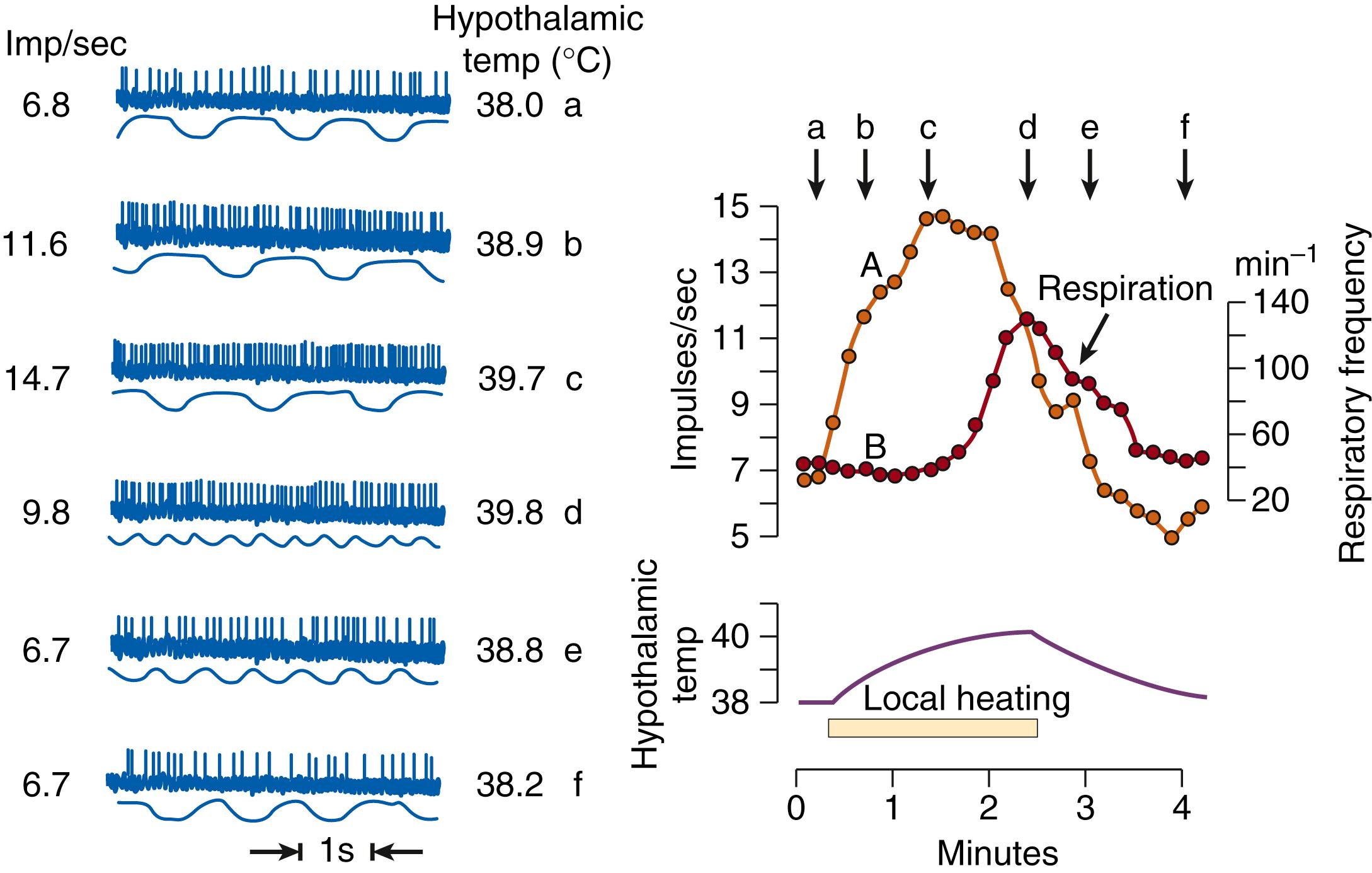 Fig. 42.6, Left , Sections of original records of impulse frequency of a hypothalamic neuron and respiratory rate in relation to hypothalamic temperature. Right, Discharge of a warm-sensitive neuron in the preoptic region (curve A) and simultaneous record of respiratory rate during local heating of the hypothalamus. Arrows marked with lowercase letters designate time at which the original record (left) was taken.