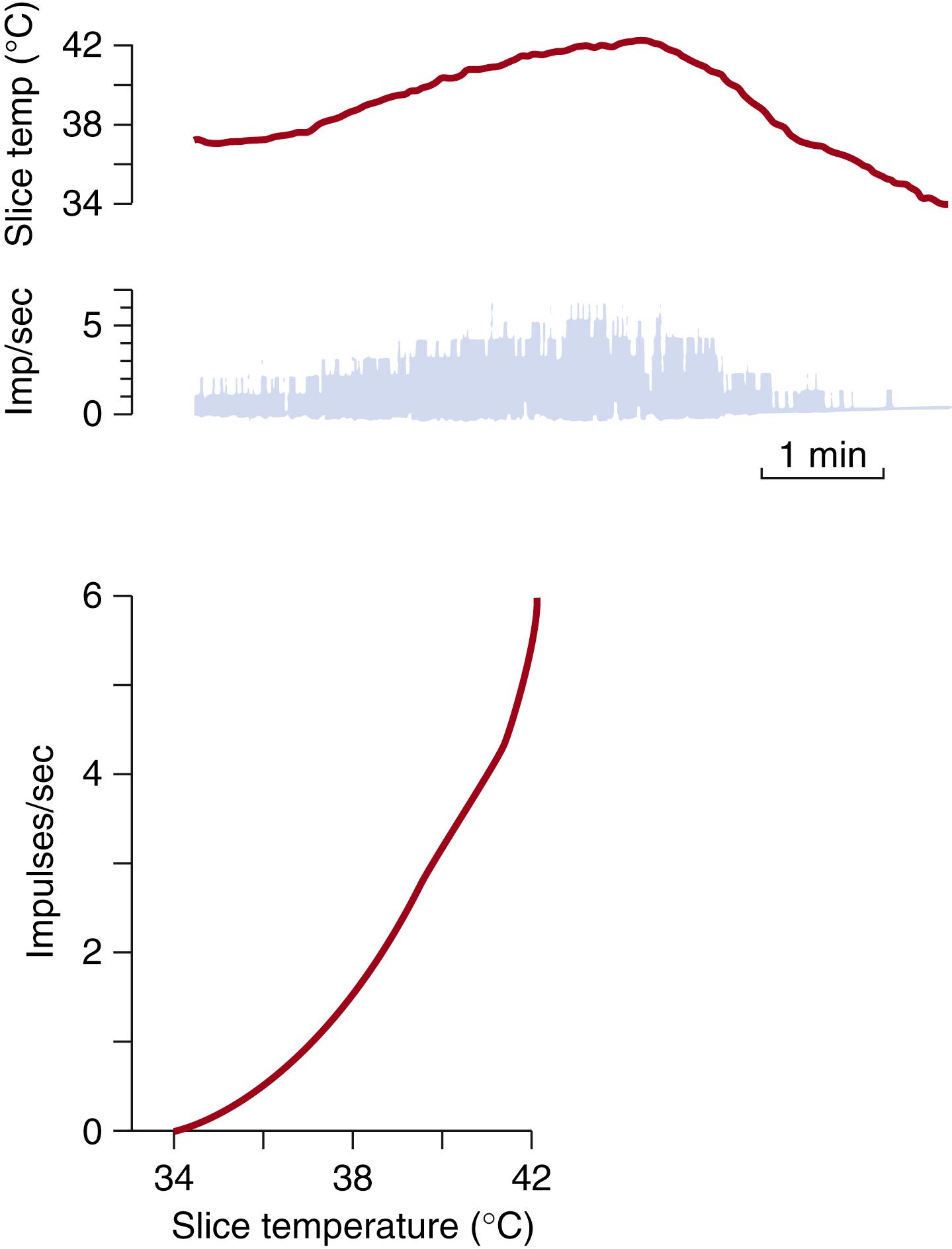 Fig. 42.7, Top, Original record of a single warm-sensitive unit. Bottom, Thermal response curve of the same warm-sensitive unit located in the preoptic area of a slice preparation of the rat hypothalamus.