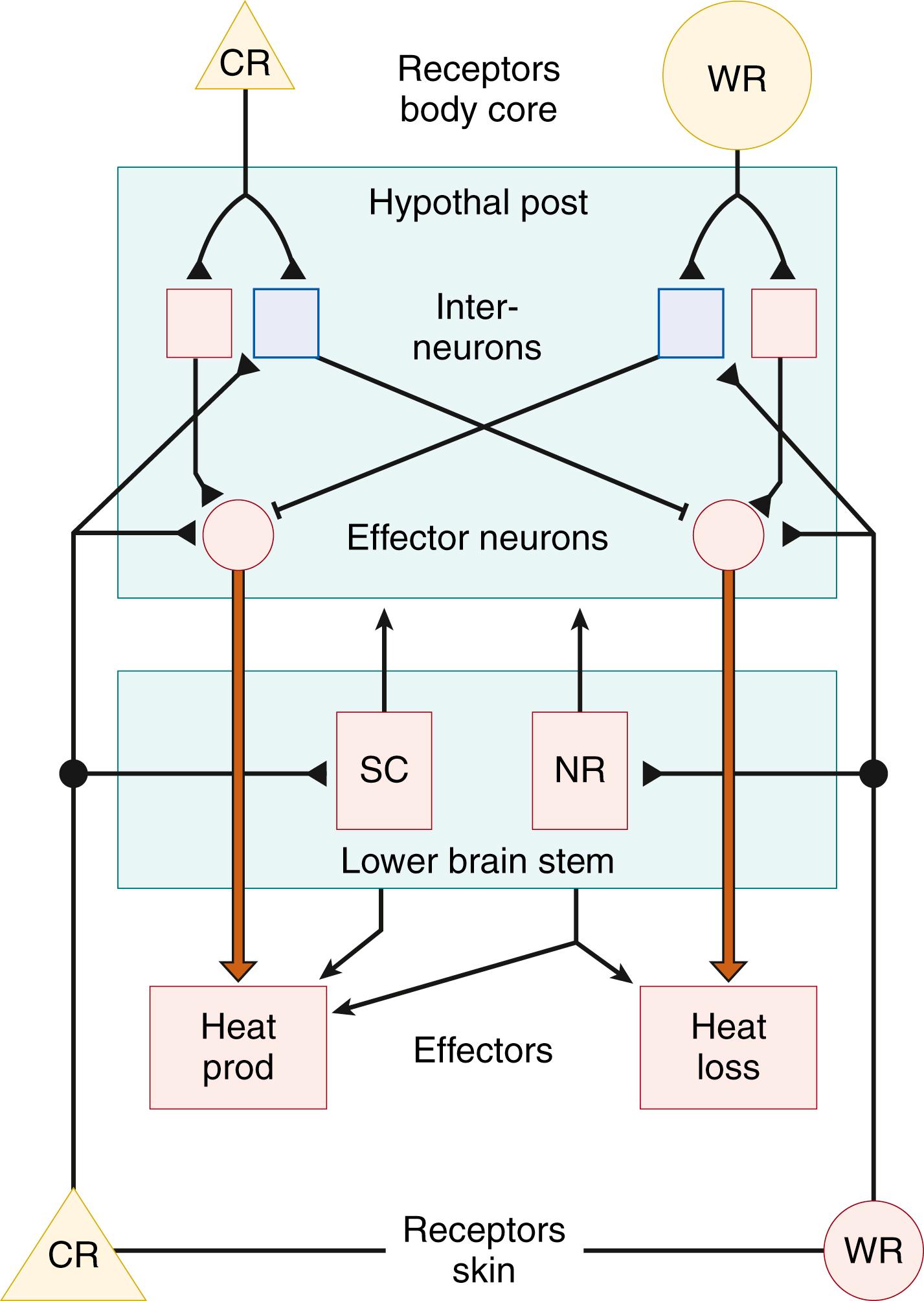 Fig. 42.8, Highly simplified model of the connections between thermal afferents and the efferent neuronal networks that control the thermoregulatory effector elements. Shaded areas represent the thermointegrative regions of the hypothalamus (mainly the posterior hypothalamus) and the lower brain stem, which contain crucial structures for the processing of thermal information from the skin ( NR , raphe nuclei; SC, subceruleus region). The inhibitory neurons shown (blue squares) mediate the reciprocal inhibition of the heat-losing and heat-generating processes. The symbols for neurons represent not single neurons but neuron pools. Some details of the connections in the SC, NR, and hypothalamus are known but are not within the scope of this diagram. The arrows pointing down from the lower brain stem represent pathways to mononeurons and dorsal horn neurons in the spinal cord; the latter can suppress input from the warm afferents. CR, Cold receptors; WR, warm receptors (size of the symbols indicates roughly the difference in numbers); activating; inhibitory synaptic connections.