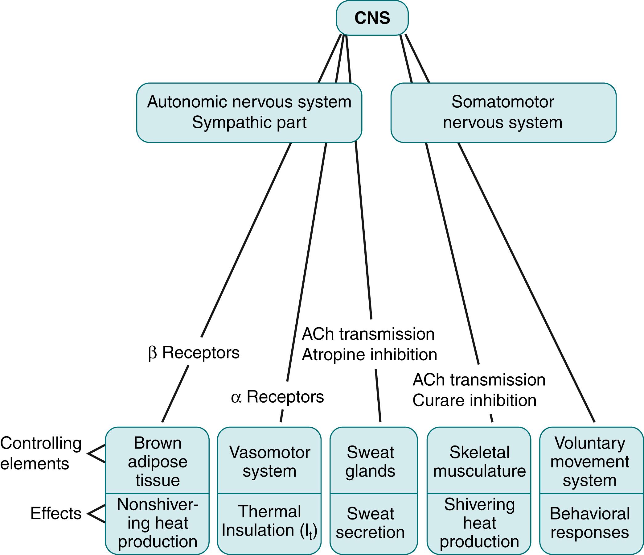 Fig. 42.9, Schematic representation of the neural control of the thermoregulatory effector systems. CNS, Central nervous system.