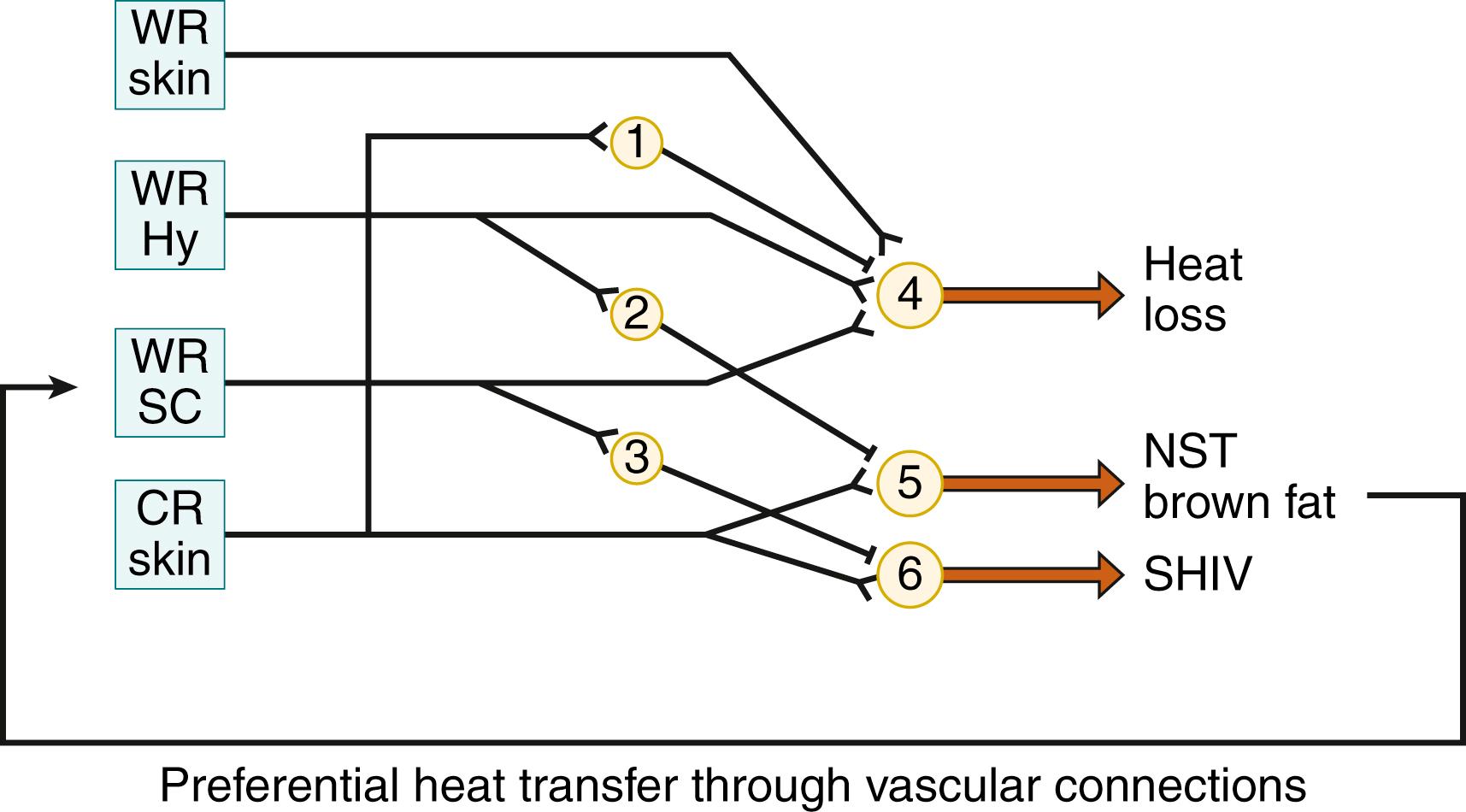 Fig. 42.10, Schematic representation of the presumed neuronal circuitry underlying the control of heat loss and thermogenesis. Note that nonshivering thermogenesis (NST) and shivering (SHIV) are differentially controlled. It must be inferred from experimental evidence that with increasing age, connections are being formed between WR Hy and the number 6 effector neurons. ACh, Acetylcholine; CR, cold receptors; Hy, hypothalamus; SC, spinal cord; WR, warm receptors; 1, 2, 3, inhibitory interneurons; 4, 5, 6, effector neurons.