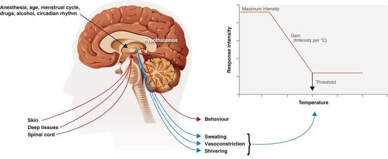 Fig. 13.1, Regulation of temperature in human beings. Temperature is sensed at the skin surface, in deep tissues, the spinal cord, the brain, and the hypothalamus. Integration of thermal input occurs at various levels, but the hypothalamus is the most important controller in mammals. The most important efferent autonomic responses are sweating, arteriovenous shunt vasoconstriction, and shivering. Behavioral responses are by far the strongest defenses. Each response is characterized by its threshold (triggering core temperature), gain (increase in response intensity with further deviation in core temperature), and maximum response intensity.