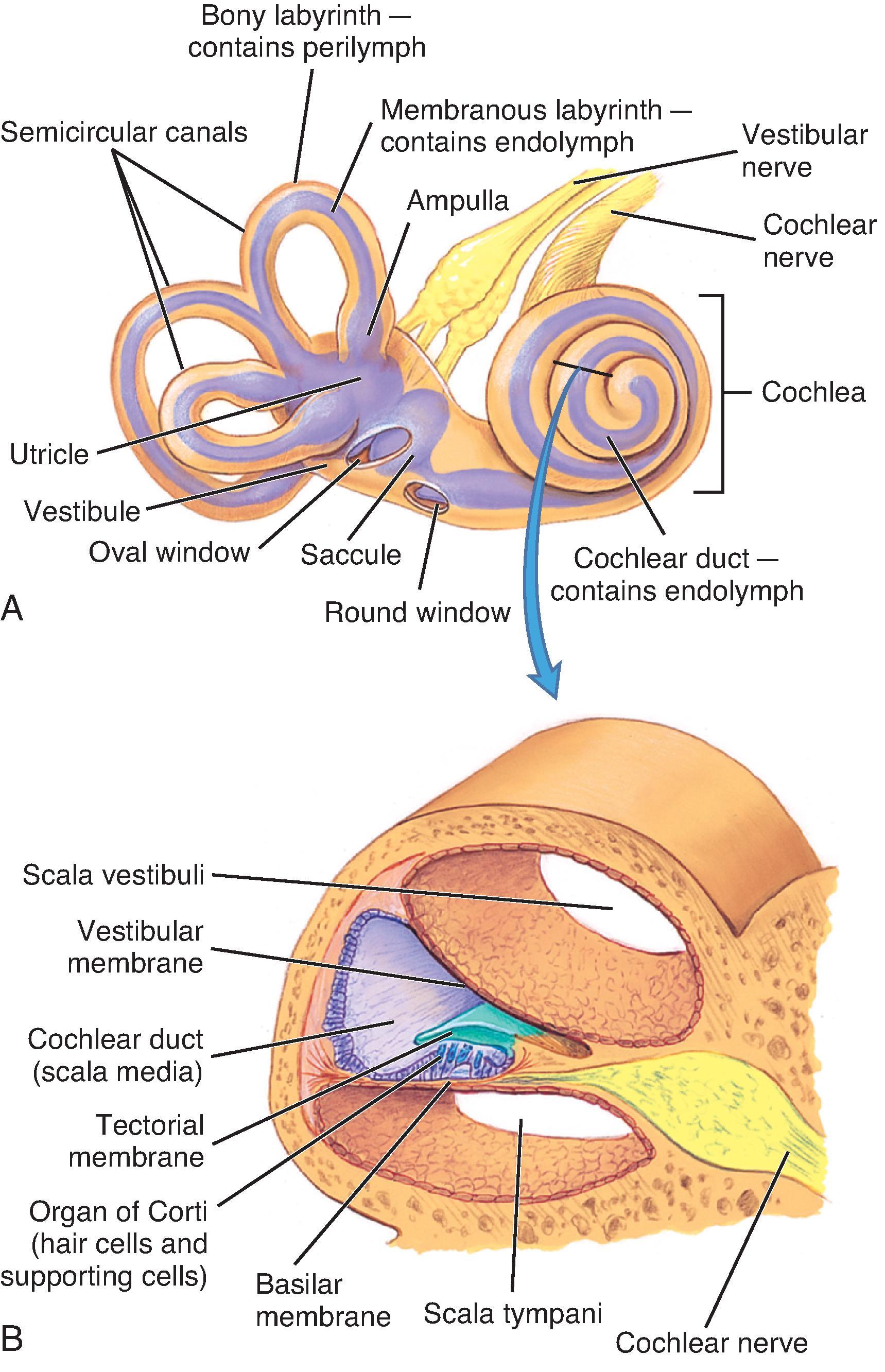 Fig. 13.1, The Inner Ear. (A) The bony labyrinth (tan) is the hard outer wall of the entire inner ear and includes the semicircular canals, vestibule, and cochlea. Within the bony labyrinth is the membranous labyrinth (purple), which is surrounded by perilymph and filled with endolymph. Each ampulla in the vestibule contains a crista ampullaris that detects changes in head position and sends sensory impulses through the vestibular nerve to the brain. (B) Section of the membranous cochlea. Hair cells in the organ of Corti detect sound and send the information through the cochlear nerve. The vestibular and cochlear nerves join to form the eighth cranial nerve. (From Applegate E: The anatomy and physiology learning system, 4th ed, St Louis, 2010, Saunders. In Rogers JL, Brashers VL: McCance & Huether’s pathophysiology: the biologic basis for disease in adults and children, 9th ed, St. Louis, 2023, Elsevier.)