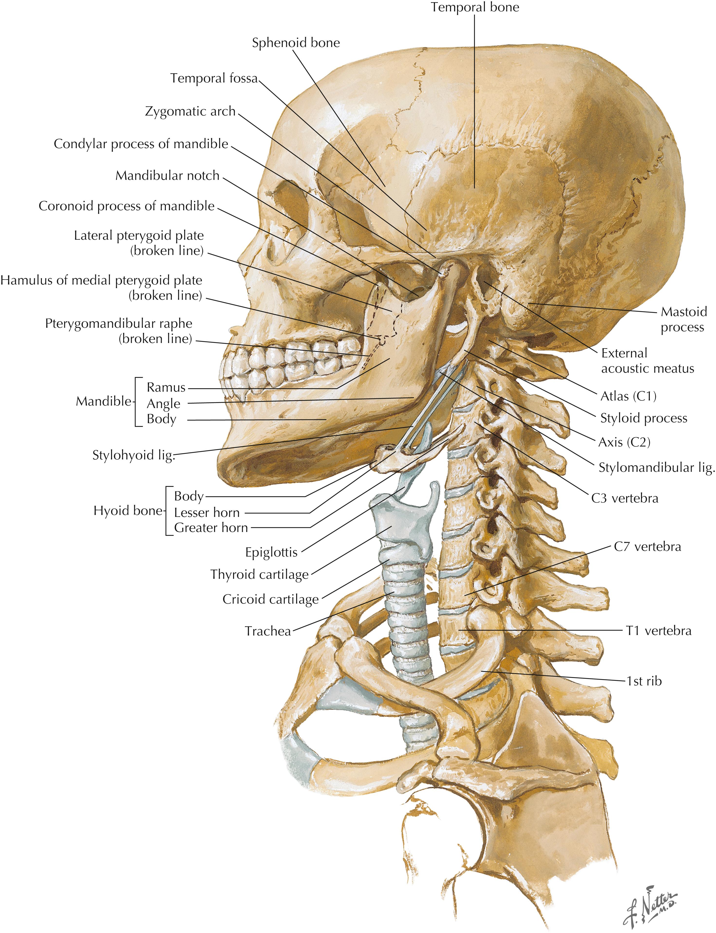 Figure 2-1, Bony framework of head and neck.