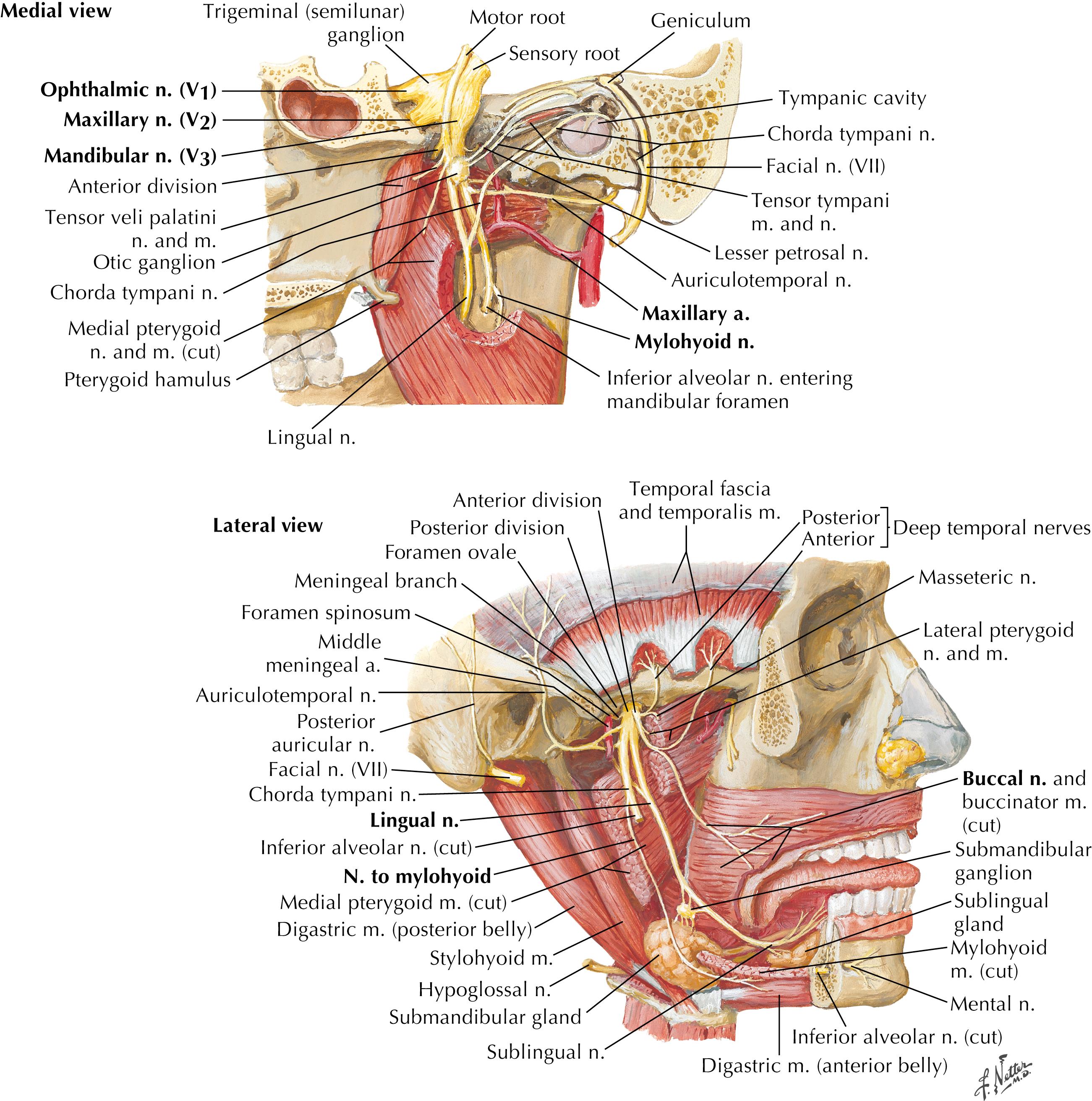 Figure 2-11, Mandibular nerve, medial and lateral views.