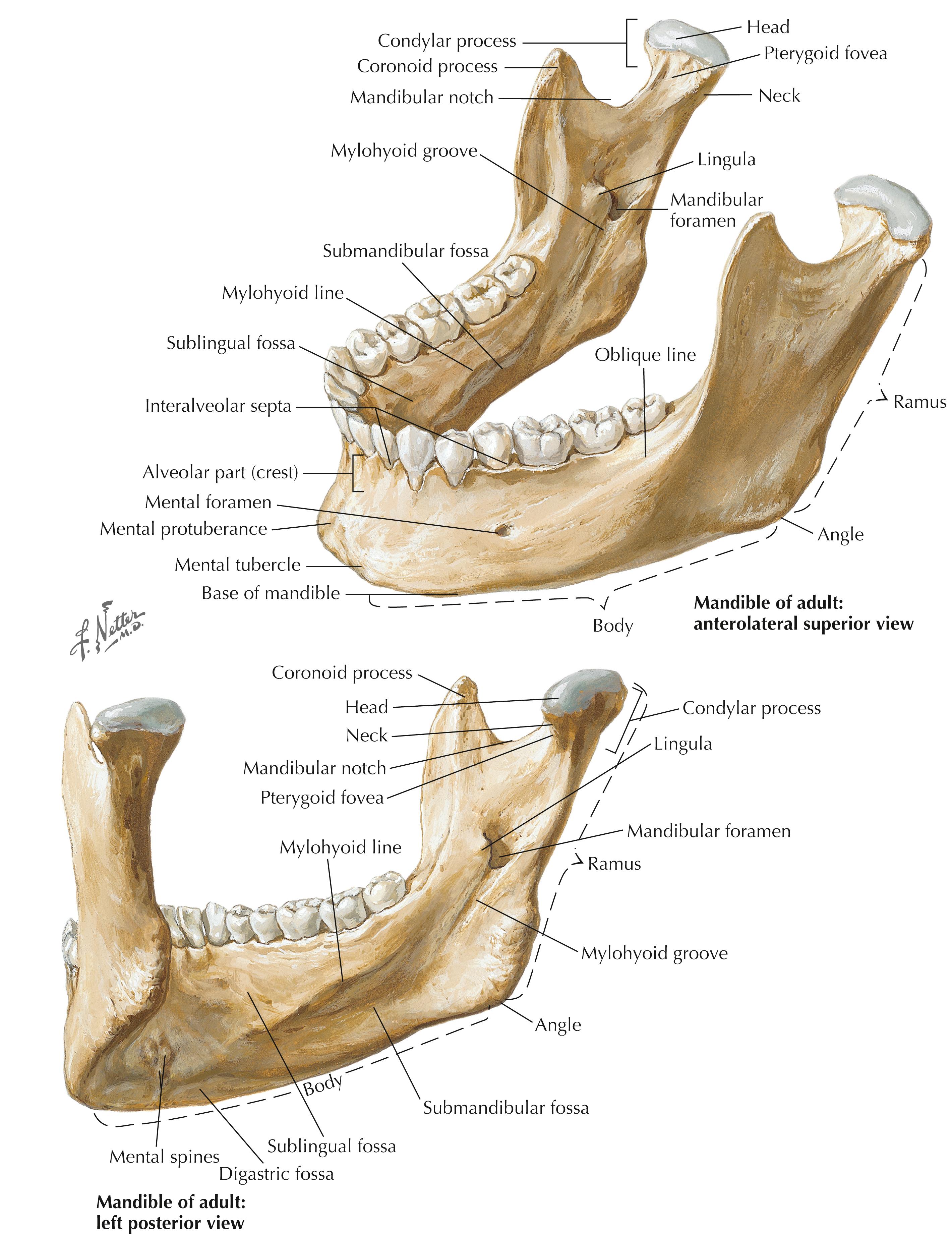 Figure 2-2, Mandible.