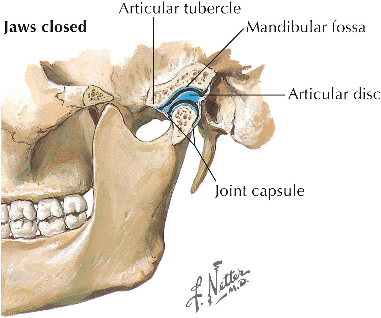 Figure 2-4, Temporomandibular joint.