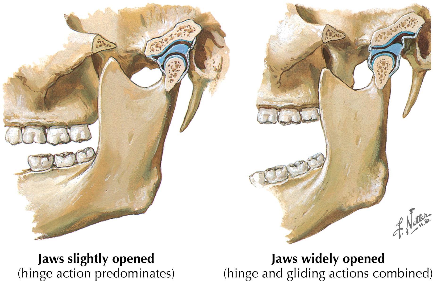 Figure 2-5, Temporomandibular joint mechanics.