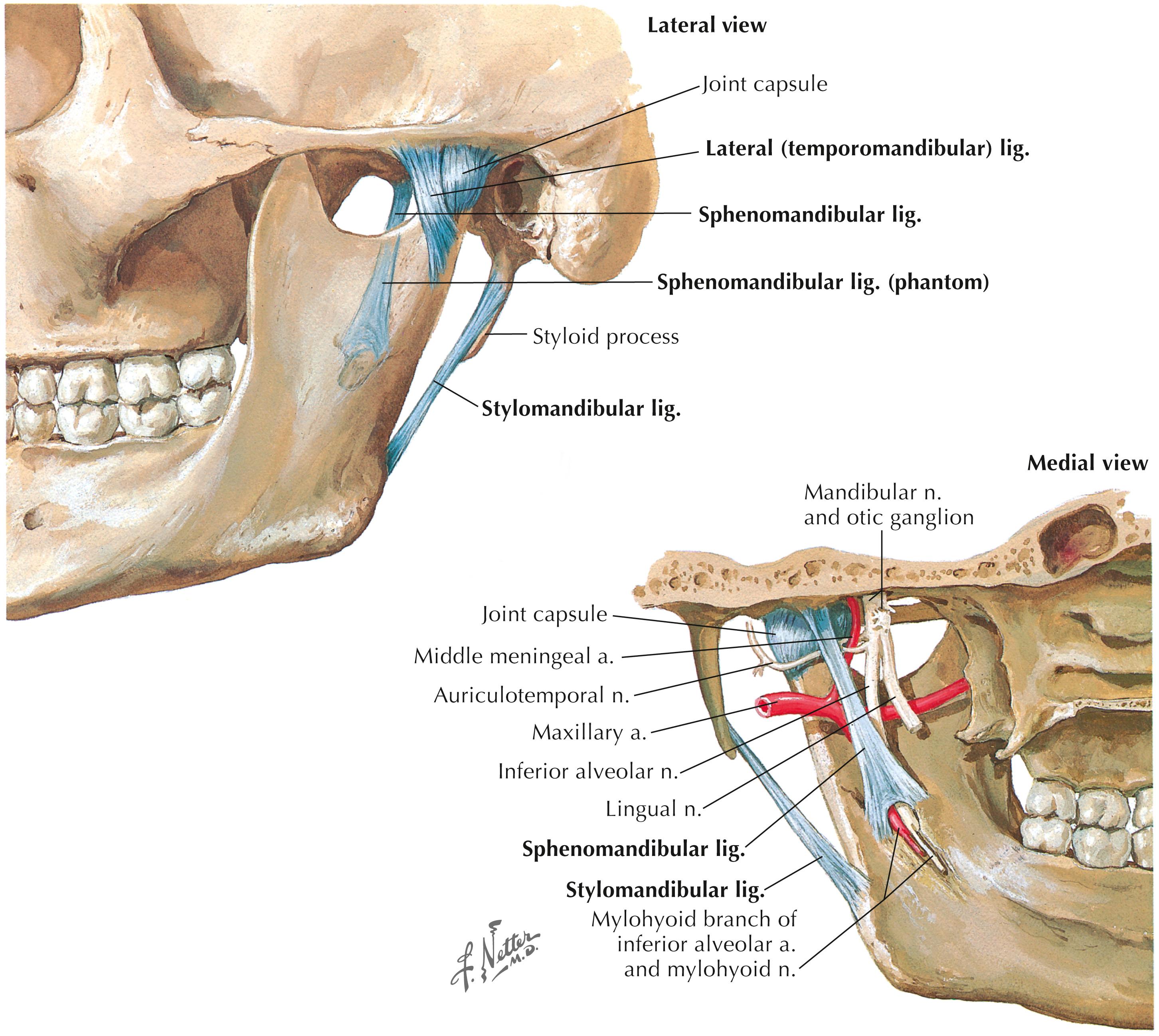 Figure 2-6, Temporomandibular joint ligaments.