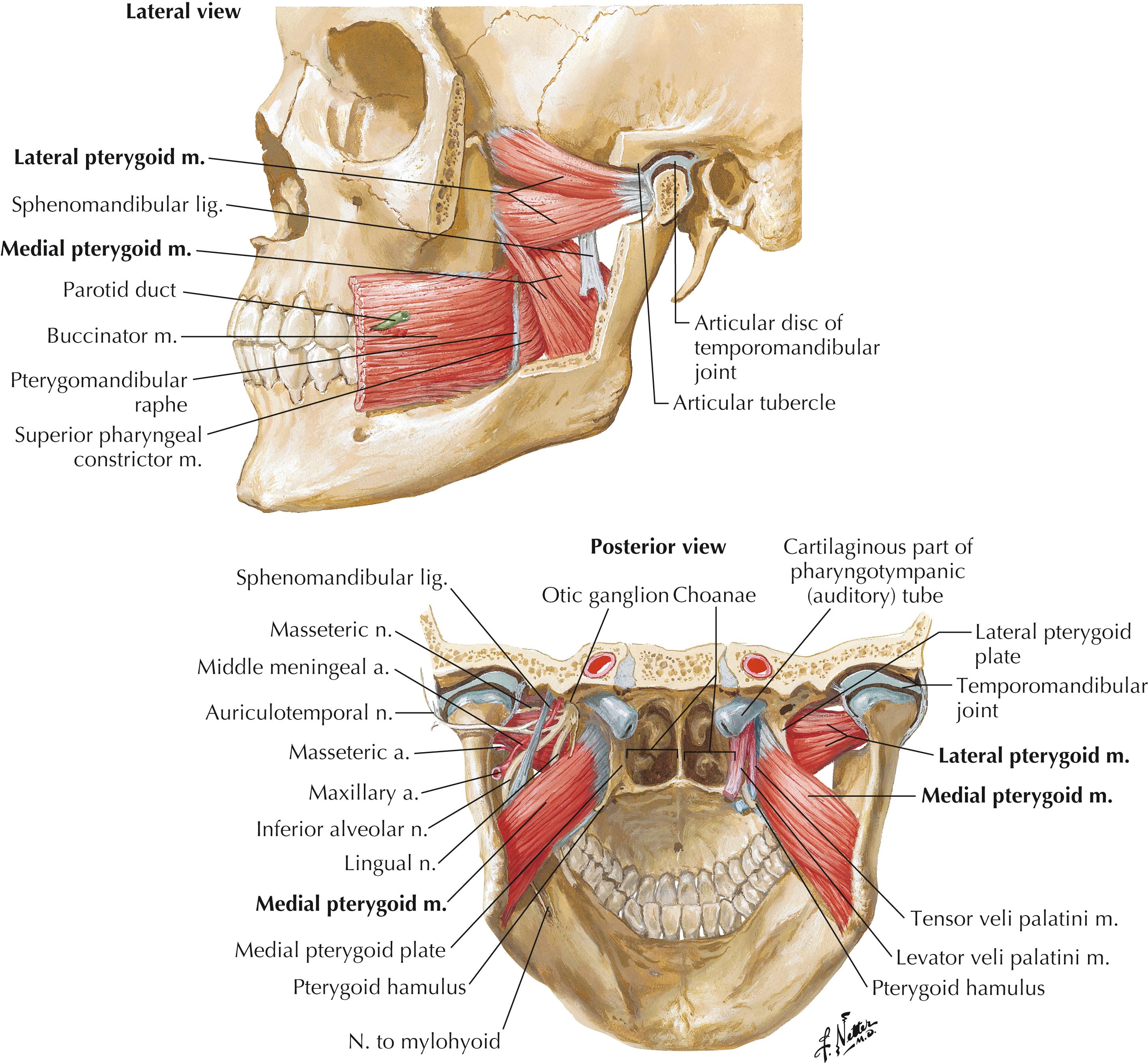 Figure 2-8, Muscles involved in mastication, lateral and posterior views.