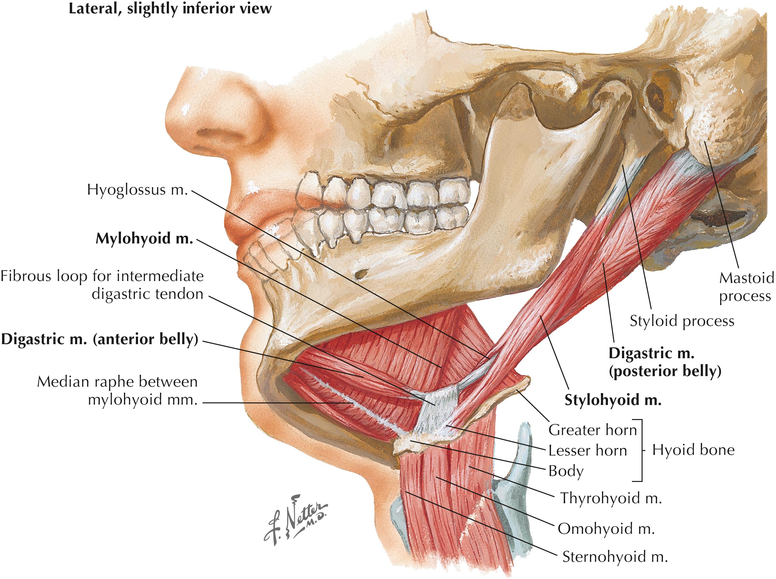 Figure 2-9, Floor of mouth, inferior view.