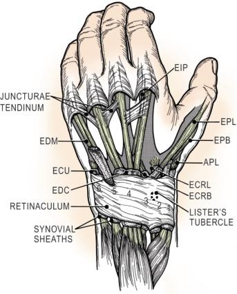 FIG. 2.3.4, Anatomy of the extensor tendons.