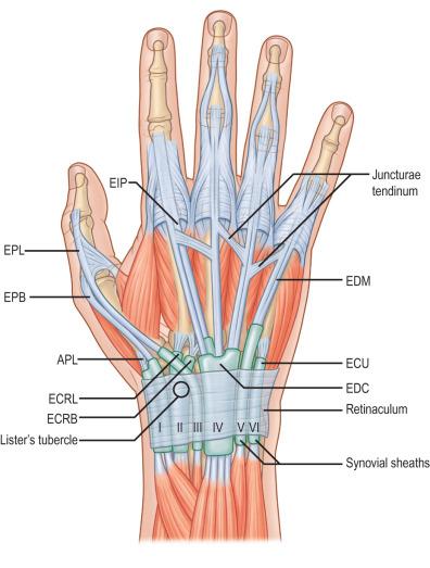 FIG. 2.3.5, The six distinct extensor compartments on the dorsal wrist.