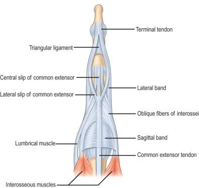 FIG. 2.3.6, The extensor apparatus of an individual finger.