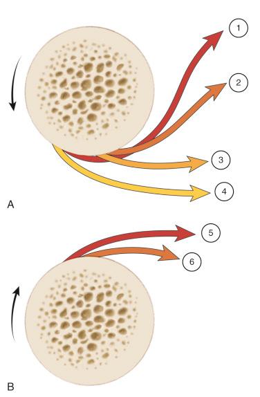 FIG. 41.3, (A and B) The predilection of internal rotation in the shoulder (4 external rotators vs. 2 internal rotators). 1 = Latissimus dorsi; 2 = Teres major; 3 = Subscapularis; 4 = Pectoralis major; 5 = Infraspinatus; 6 = Teres minor.