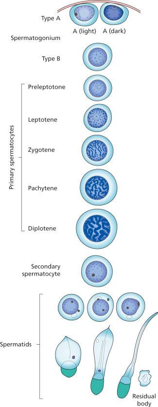 Figure 27.1, Steps in Spermatogenesis.