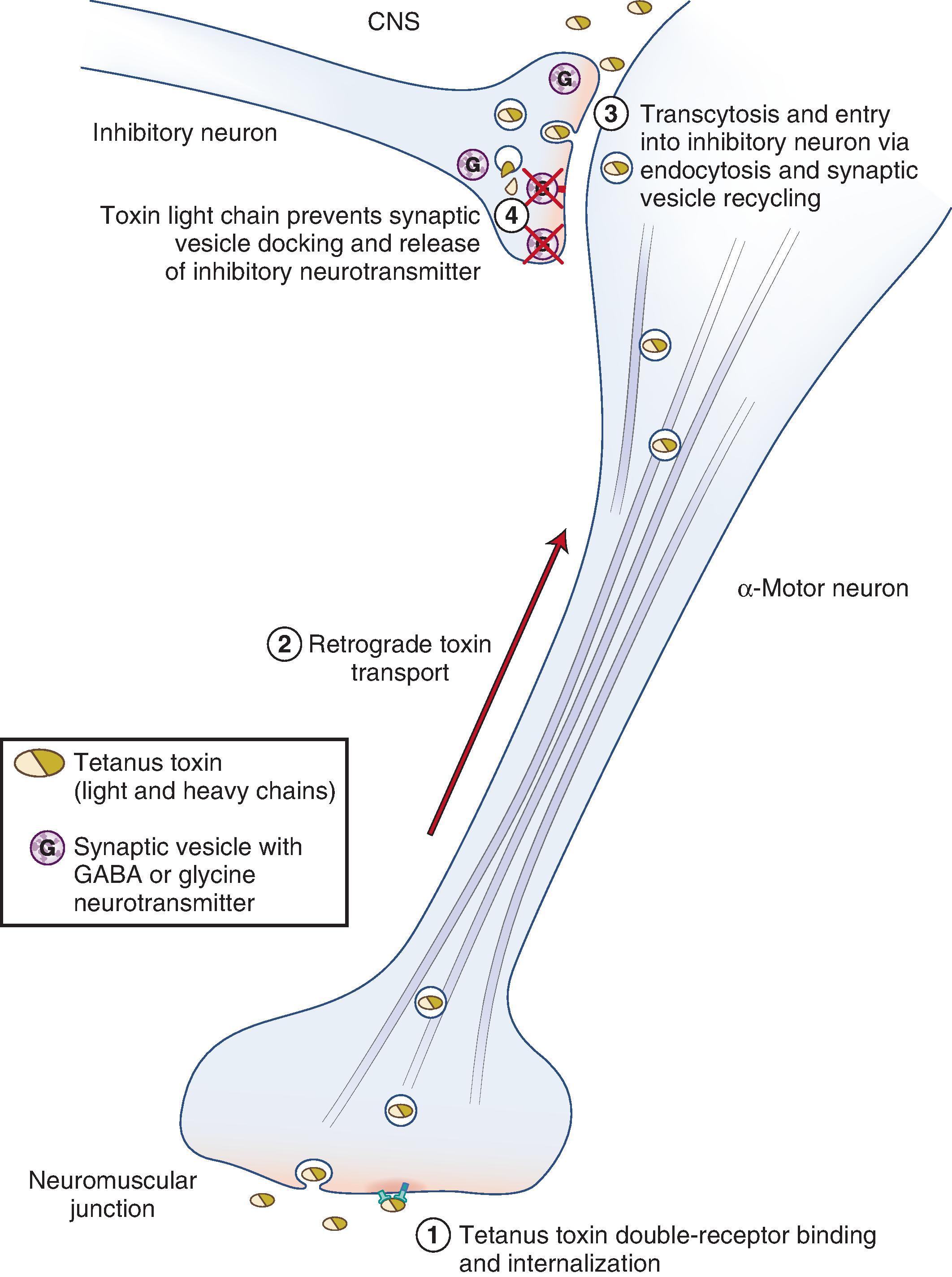 Fig. 59.2, Route of tetanus toxin, from entry into an α-motor neuron to its site of action in an inhibitory neuron in the central nervous system (CNS). The steps are as follows: (1) Toxin binding with two specific receptors in the α-motor neuron membrane and internalization into the motor neuron. (2) Retrograde axonal transport of toxin to the motor neuron cell body. (3) Toxin release from the motor neuron, followed by entry into the inhibitory neuron via synaptic vesicle recycling, and also clathrin-mediated and bulk endocytosis. (4) Toxin translocation from the vesicles in which it entered the inhibitory neuron; the bond between heavy and light chains is then broken, freeing the light chain to cleave synaptobrevin, thereby preventing synaptic vesicle docking and release of inhibitory neurotransmitter. GABA, γ-aminobutyric acid.