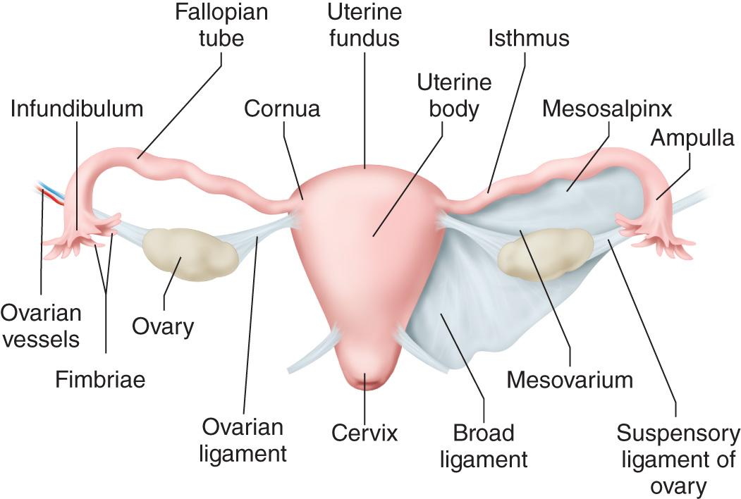 FIG. 16.1, Normal Gynecologic Organs.