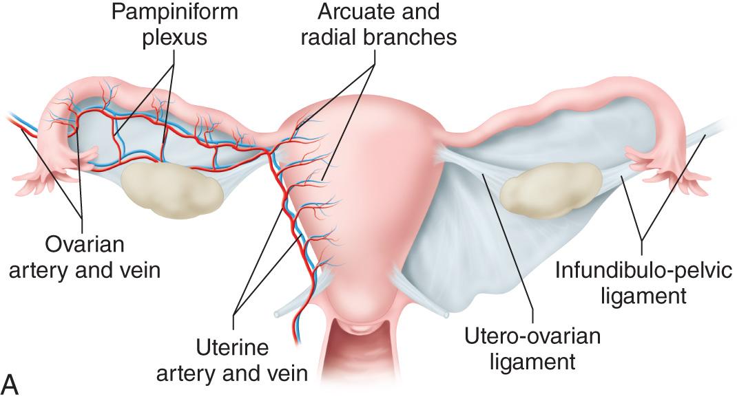 FIG. 16.2, Adnexal Vascularity.