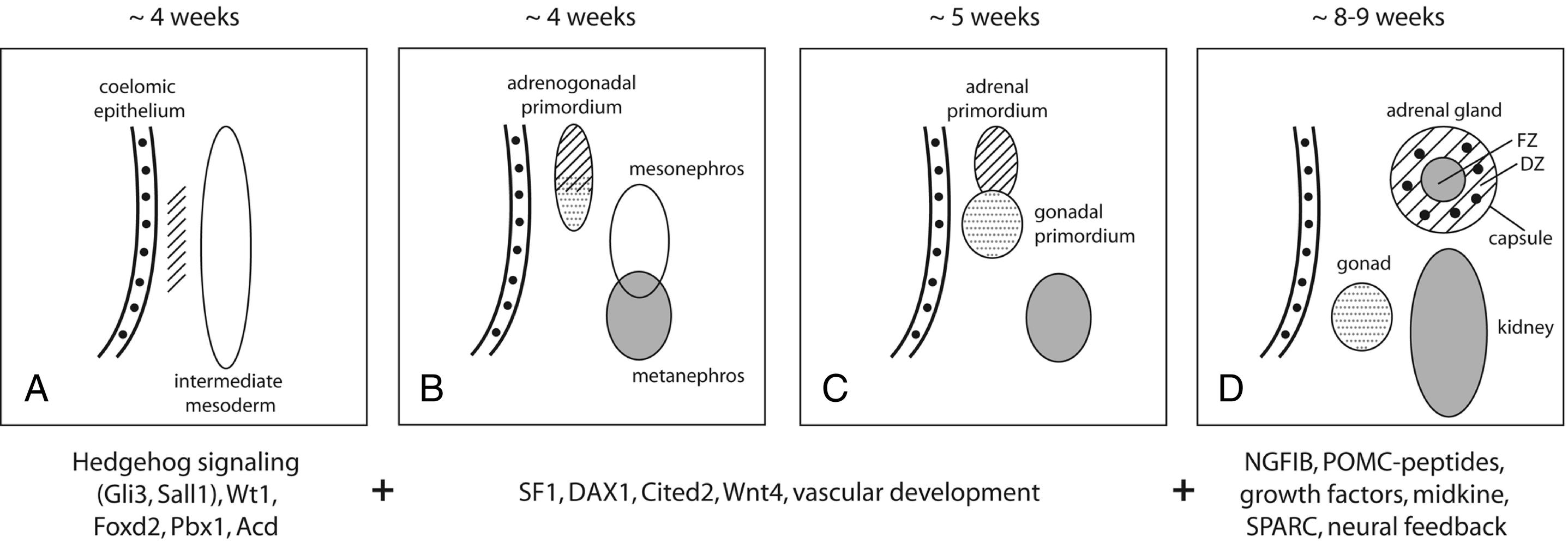 Fig. 14.1, Overview of human adrenal development. A–C, The adrenogonadal primordium develops at around 4 weeks, gestation, after which the adrenal primordium becomes a distinct structure that then migrates retroperitoneally to the cranial pole of the mesonephros. D, By 8 to 9 weeks’ gestation, the adrenal gland is encapsulated, contains chromaffin cells (black) and has distinct fetal (FZ) and definitive zones (DZ). Some of the signaling molecules, transcription factors, and growth factors implicated in adrenal development are shown later, although the exact timing and interaction of many of these factors remains poorly understood at present.