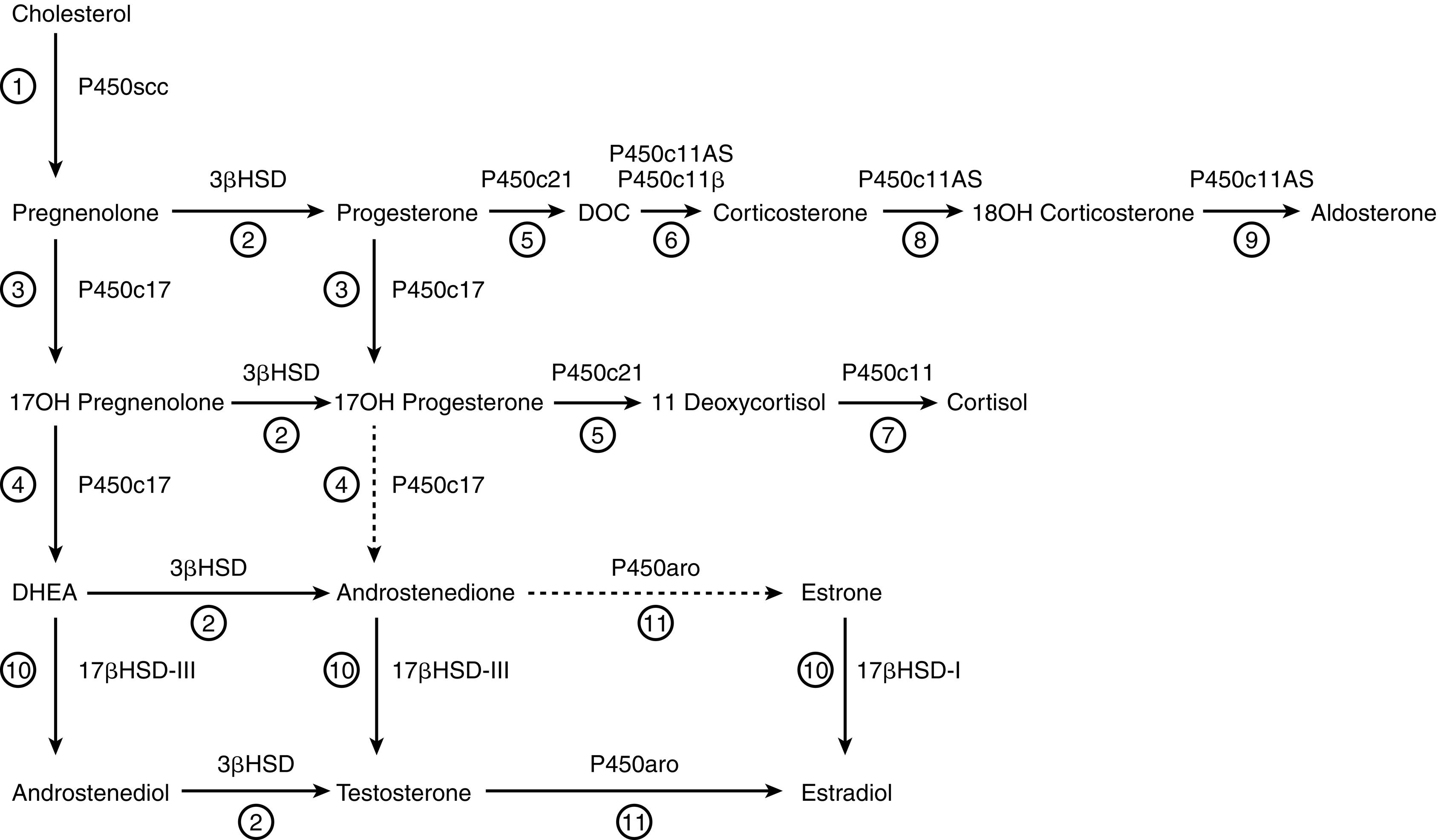 Fig. 14.3, Principal pathways of human adrenal steroid hormone synthesis. Other quantitatively and physiologically minor steroids are also produced. The names of the enzymes are shown by each reaction, and the traditional names of the enzymatic activities correspond to the circled numbers. Reaction 1: Mitochondrial cytochrome P450scc mediates 20α-hydroxylation, 22-hydroxylation, and scission of the C20-22 carbon bond. Reaction 2: 3βHSD mediates 3β-hydroxysteroid dehydrogenase and isomerase activities, converting Δ 5 steroids to Δ 4 steroids. Reaction 3: P450c17 catalyzes the 17α-hydroxylation of pregnenolone to 17OH-pregnenolone and of progesterone to 17OH-progesterone. Reaction 4: The 17,20 lyase activity of P450c17 converts 17OH-pregnenolone to dehydroepiandrosterone (DHEA); only insignificant amounts of 17OH-progesterone are converted to Δ 4 androstenedione by human P450c17, although this reaction occurs in other species. Reaction 5: P450c21 catalyzes the 21-hydroxylation of progesterone to deoxycorticosterone (DOC) and of 17OH-progesterone to 11-deoxycortisol. Reaction 6: DOC is converted to corticosterone by the 11-hydroxylase activity of P450c11AS in the zona glomerulosa and by P450c11β in the zona fasciculata. Reaction 7: 11-Deoxycortisol undergoes 11β-hydroxylation by P450c11β to produce cortisol in the zona fasciculata. Reactions 8 and 9: The 18-hydroxylase and 18-methyl oxidase activities of P450c11AS convert corticosterone to 18OH-corticosterone and aldosterone, respectively, in the zona glomerulosa. Reactions 10 and 11 are found principally in the testes and ovaries. Reaction 10: 17βHSD-III converts DHEA to androstenediol and androstenedione to testosterone, whereas 17βHSD-I converts estrone to estradiol. Reaction 11: Testosterone may be converted to estradiol and androstenedione may be converted to estrone by P450aro.