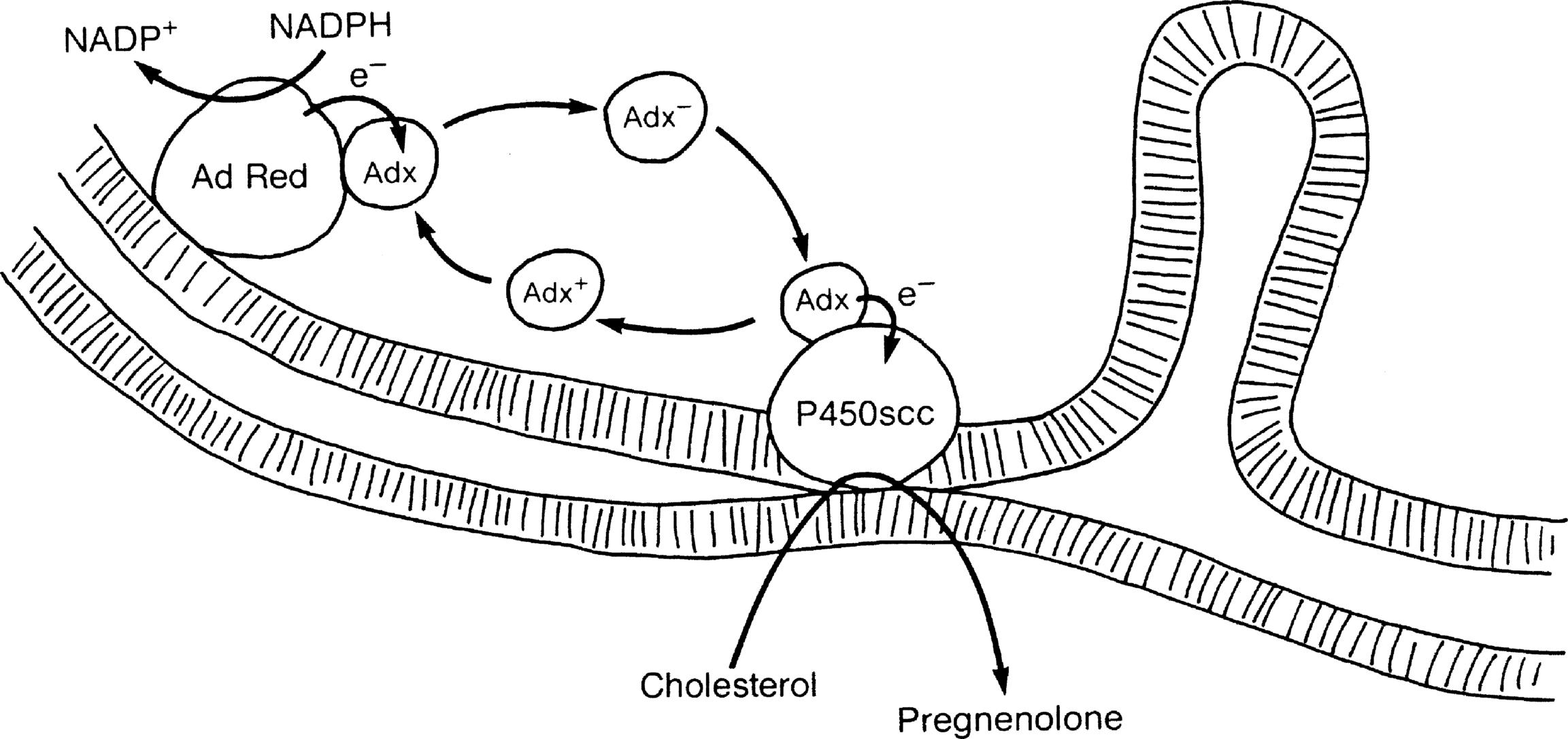 Fig. 14.4, Electron transport to mitochondrial forms of cytochrome P450. Adrenodoxin reductase (AdRed), a flavoprotein loosely bound to the inner mitochondrial membrane, accepts electrons (e − ) from nicotinamide adenine dinucleotide phosphate hydrogen (NADPH), converting it to NADP + . These electrons are passed to adrenodoxin (Adx), an iron-sulfur protein in solution in the mitochondrial matrix that functions as a freely diffusible electron shuttle mechanism. Electrons from charged adrenodoxin (Adx − ) are accepted by any available cytochrome P450, such as P450c11, or P450scc shown here. The uncharged adrenodoxin (Adx + ) may then be again bound to adrenodoxin reductase to receive another pair of electrons. For P450scc, three pairs of electrons must be transported to the P450 to convert cholesterol to pregnenolone. The flow of cholesterol into the mitochondria is facilitated by steroidogenic acute regulatory protein, which is not shown in this diagram.