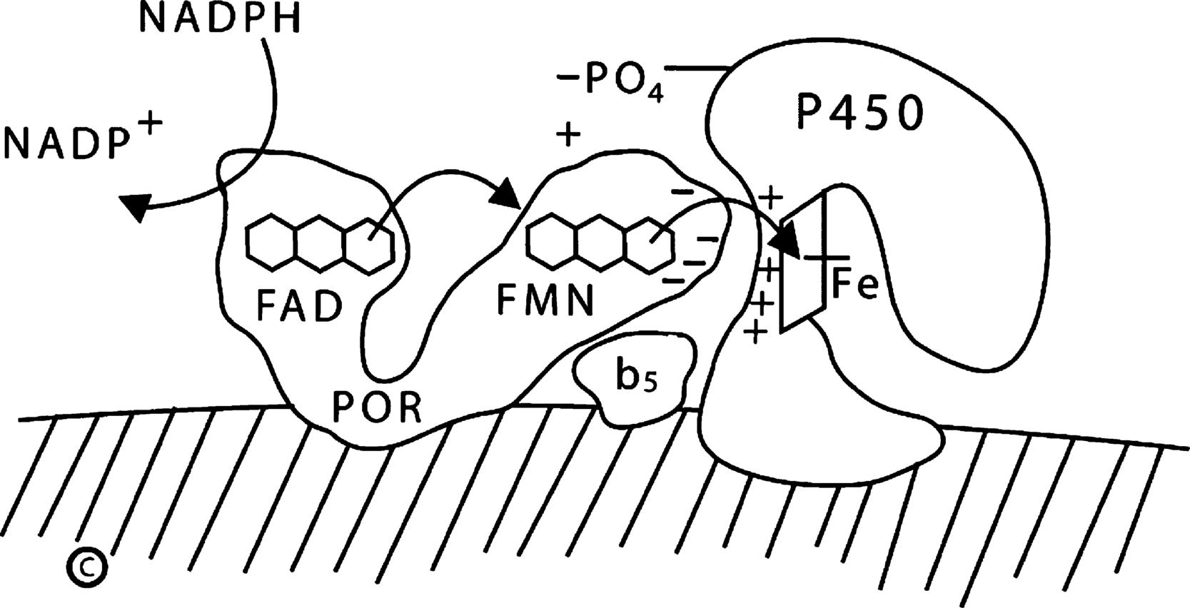 Fig. 14.5, Electron transport to microsomal forms of cytochrome P450. Nicotinamide adenine dinucleotide phosphate hydrogen (NADPH) interacts with P450 oxidoreductase (POR), bound to the endoplasmic reticulum, and gives up a pair of electrons (e − ), which are received by the flavin adenine dinucleotide (FAD) moiety. Electron receipt elicits a conformational change, permitting the isoalloxazine rings of the FAD and flavin mononucleotide (FMN) moieties to come close together, so that the electrons pass from the FAD to the FMN. Following another conformational change that returns the protein to its original orientation, the FMN domain of POR interacts with the redox-partner binding site of the P450. Electrons from the FMN domain of POR reach the heme group to mediate catalysis. The interaction of POR and the P450 is coordinated by negatively charged acidic residues on the surface of the FMN domain of POR, and positively charged basic residues in the concave redox-partner binding site of the P450. The active site containing the steroid lies on the iron side of heme ring (Fe) opposite from the redox-partner binding site. In the case of human P450c17, this interaction is facilitated by the allosteric action of cytochrome b 5 , and by the serine phosphorylation of P450c17.