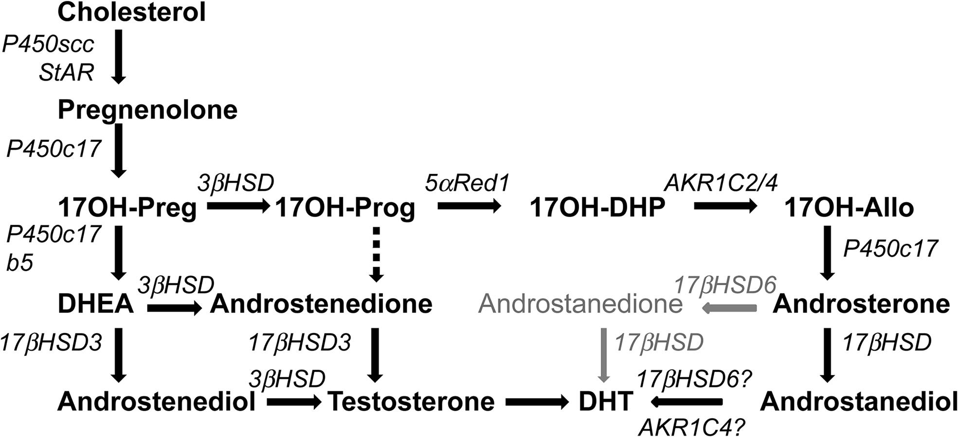 Fig. 14.6, Pathways to androgens in congenital adrenal hyperplasia (CAH). In the absence of P450c21 activity, the adrenal can produce androgens by three pathways. First , the pathway from cholesterol to dehydroepiandrosterone (DHEA) remains intact in 21-hydroxylase deficiency, and increased production of DHEA will lead to some DHEA being converted to androstenedione and thence to testosterone. Second , although minimal amounts of 17α-hydroxyprogesterone (17OHP) are converted to androstenedione in the normal adrenal, the huge amounts of 17OHP produced in CAH permit some 17OHP to be converted to androstenedione and then to testosterone. Third , the so-called “backdoor pathway” depends on the 5α and 3α reduction of 17OHP to 17OH-allopregnenolone. This steroid is readily converted to androstanediol, which can then be oxidized to dihydrotestosterone (DHT) by a 3α-hydroxysteroid dehydrogenase (HSD) enzyme, AKR1C2. Mass spectrometric examinations of human urinary steroids indicate this pathway is a major contributor in CAH.