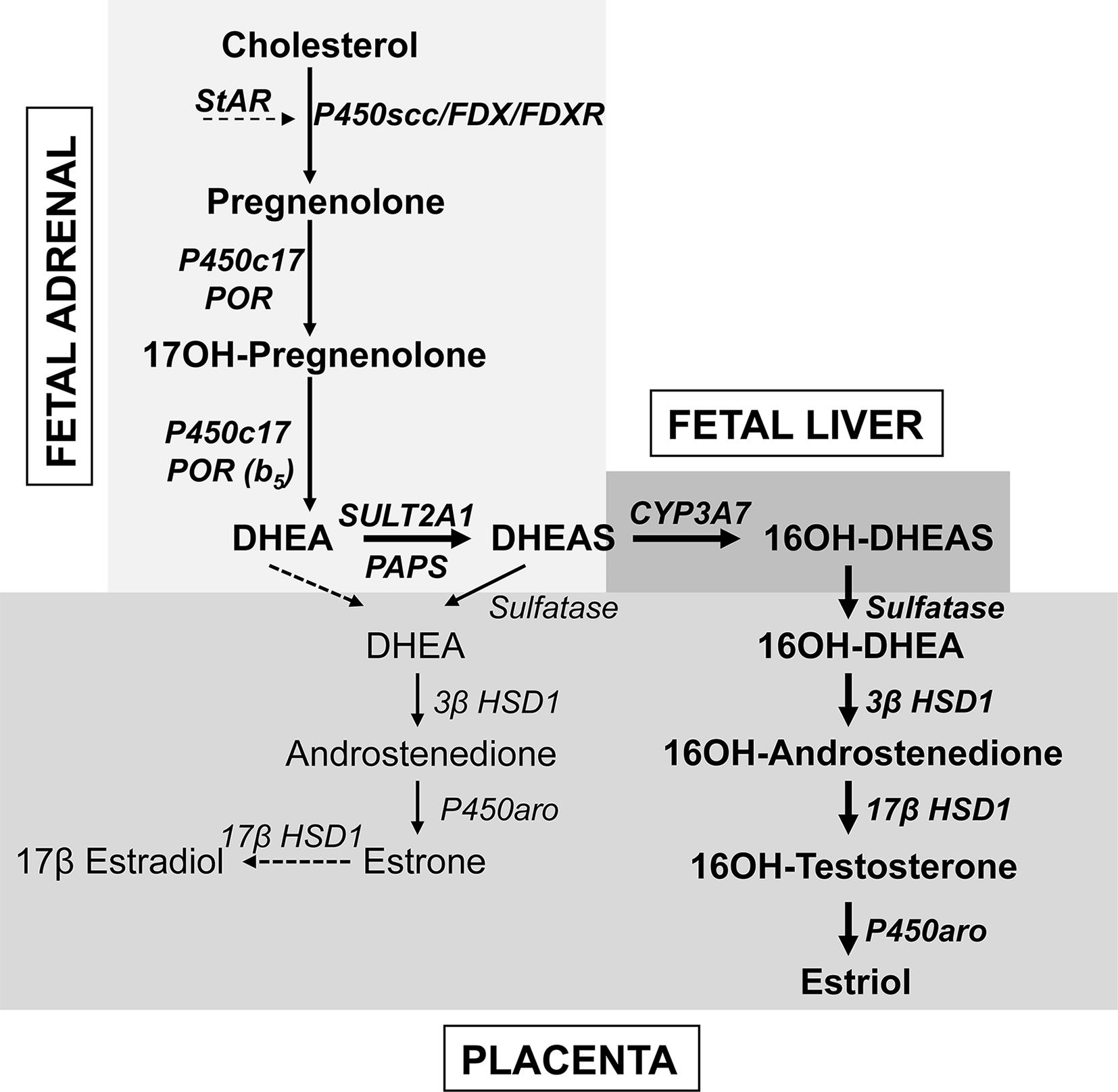 Fig. 14.7, Steroid synthesis by the feto-placental system. The fetal adrenal has minimal 3β-hydroxysteroid dehydrogenase (3βHSD) activity, hence the pathway from cholesterol to dehydroepiandrosterone (DHEA) predominates. Most DHEA is converted to DHEAS by the sulfotransferase SULT2A1 and is then 16α-hydroxylated by CYP3A7 in the fetal liver. The 16α-hydroxy DHEAS reaches the placenta, where the sequential action of steroid sulfatase, 3βHSD1, 17βHSD1 and aromatase (P450aro) yield estriol, the principal steroidal product of the placenta. Small amounts of DHEA reach the placenta without being 16α-hydroxylated, where it can be converted to estrone by 3βHSD1 and P450aro; small amounts of estrone may also be converted to estradiol. About 80% of placental estrogen is estriol, 15% is estrone, and only 5% is estradiol.