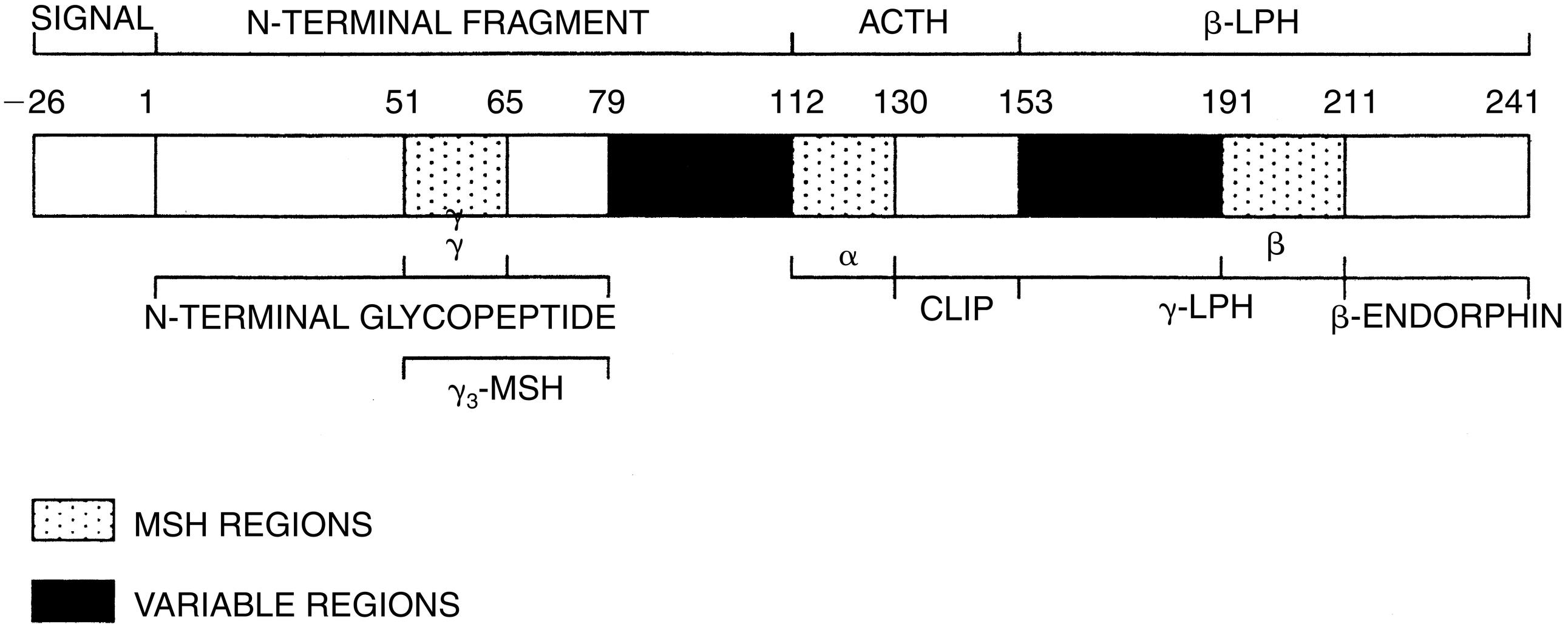 Fig. 14.8, Structure of human preproopiomelanocortin (POMC). The numbers refer to amino acid positions, with No. 1 assigned to the first amino acid of POMC after the 26-amino acid signal peptide. The α-, β-, and γ- MSH regions, which characterize the three “constant” regions, are indicated by diagonal lines; the “variable” regions are solid. The amino acid numbers shown refer to the N-terminal amino acid of each cleavage site; because these amino acids are removed, the numbers do not correspond exactly with the amino acid numbers of the peptides as used in the text. ACTH, Adrenocorticotropic hormone; CLIP, corticotropin-like intermediate lobe peptide; LPH, lipotropic hormone; MSH, melanocyte-stimulating hormone.