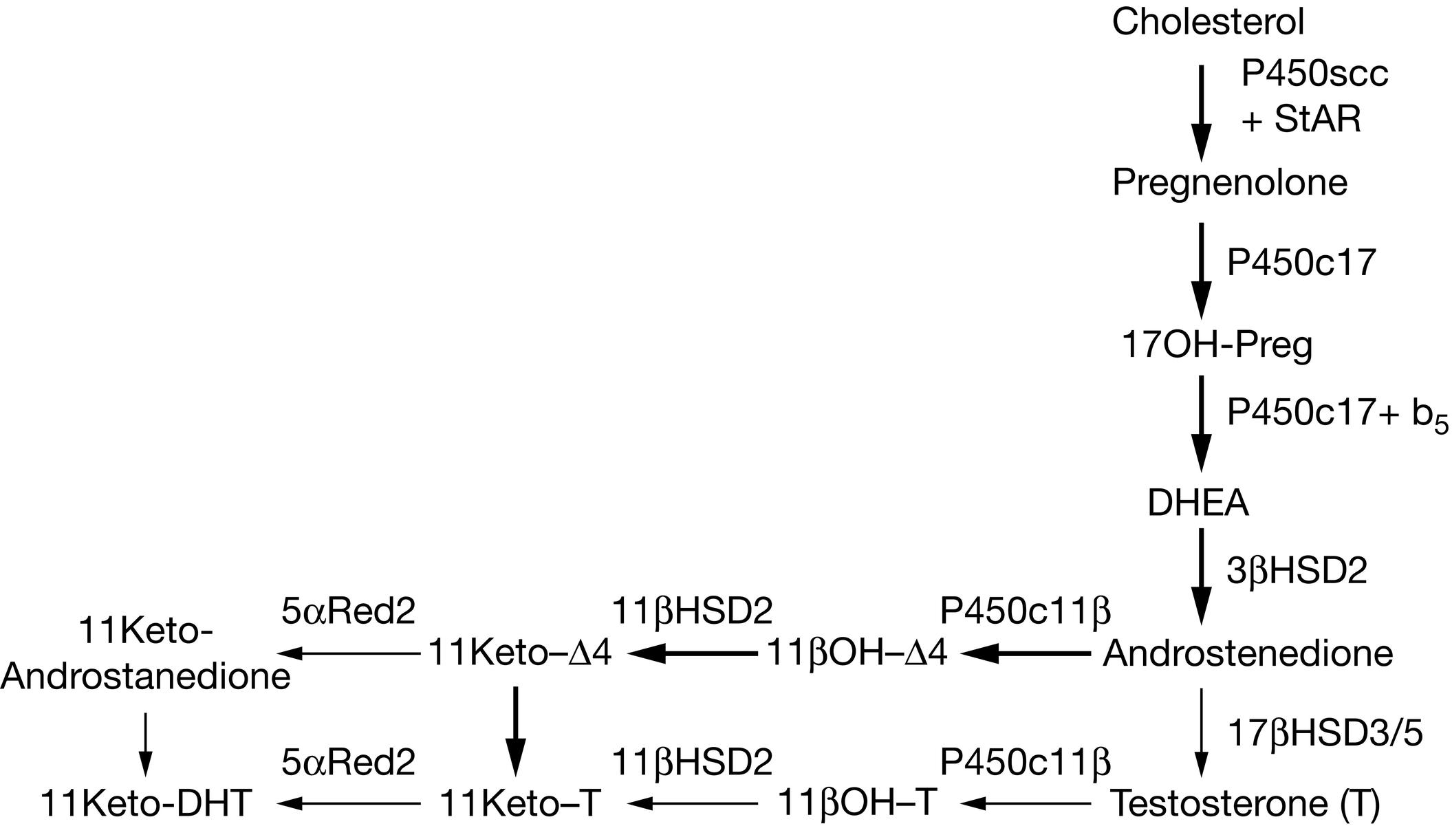 Fig. 14.10, Adrenal androgen synthesis. The traditional view of adrenal androgen synthesis is cholesterol → pregnenolone → 17OH-pregnenolone (17OH-Preg)→DHEA → androstenedione, as shown on the right. However, rather than being androgens, dehydroepiandrosterone (DHEA), DHEA sulfate (S), and androstenedione have virtually no capacity to bind to and transactivate the androgen receptor, and hence are simply C19 (19-carbon) precursors of androgens. Small amounts of androstenedione may be converted to testosterone by adrenal 17β-hydroxysteroid dehydrogenase 5 (17βHSD5) (AKR1C3), but the principal androgenic steroid secreted by the adrenal is 11-keto-testosterone (11Keto-T). Both androstenedione and testosterone may be 11-hydroxylated by P450c11β to yield 11OH-androstenedione (11OH-Δ4 and 11OH-testosterone (11OH-T), respectively. These steroids can be oxidized by 11βHSD (the same enzyme that oxidizes of cortisol to cortisone) to 11-keto-androstenedione (11Keto-Δ4) and 11-keto-testosterone (11Keto-T), respectively. Although 11Keto-T is the principal androgen in the adrenal vein, it may be 5α-reduced by 5α-reductase type 2 in peripheral tissues and possibly also by 5α-reductase type 1 in the adrenal itself, to 5α-dihydrotestosterone, respectively. The quantitatively predominant pathway is androstenedione → 11OH-Δ4 → 11Keto-Δ4 → 11-Keto-T, as indicated by the bold arrows.